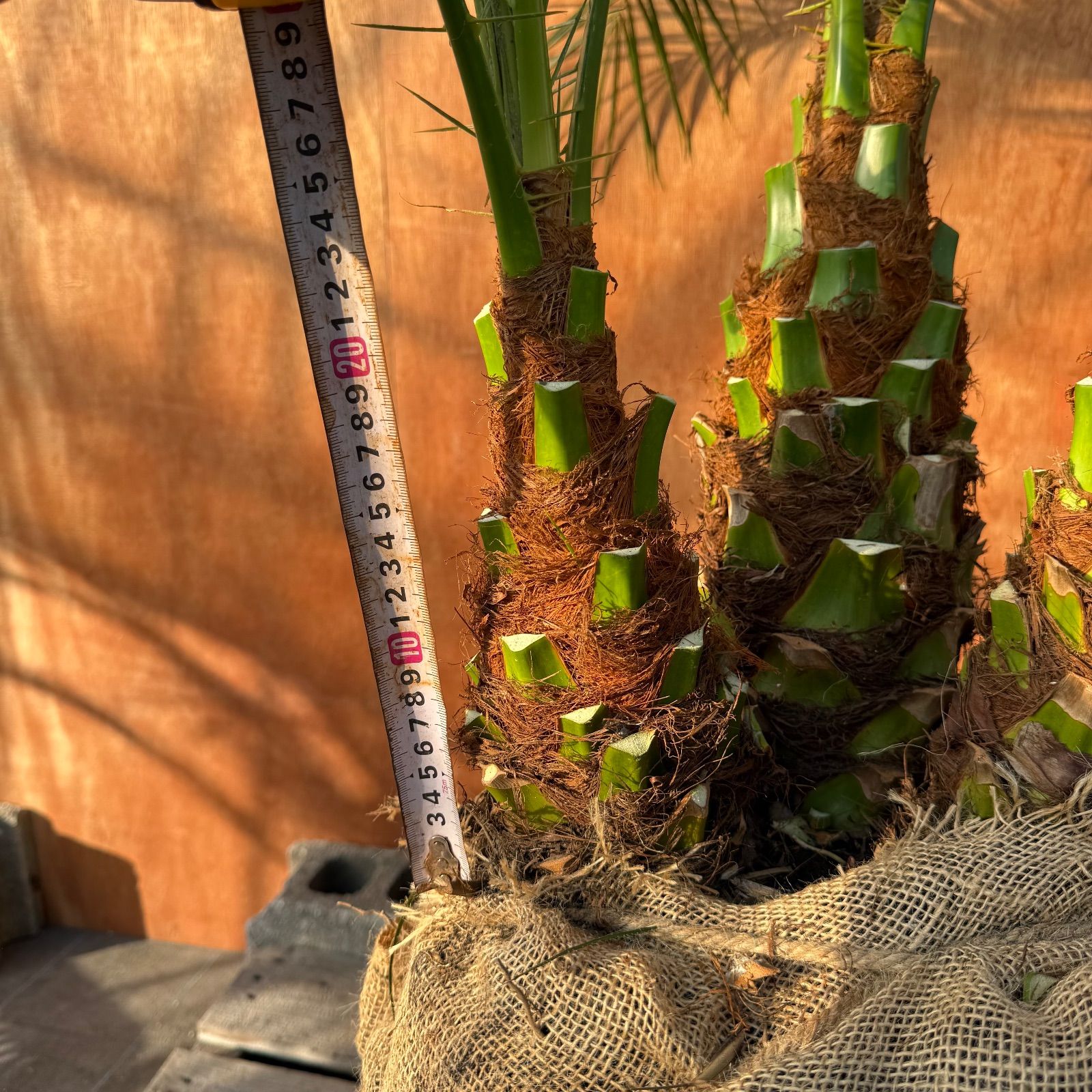 限定株】フェニックス・ロベレニー🌴 3本立ち 希少な極太幹✨ 葉先約