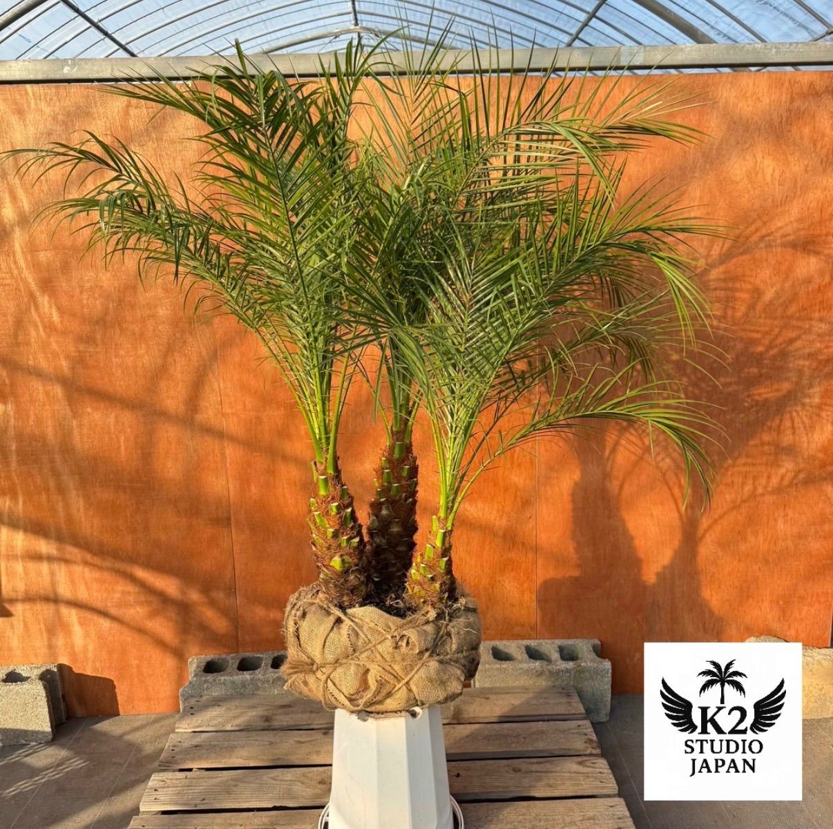 限定株】フェニックス・ロベレニー🌴 3本立ち 希少な極太幹✨ 葉先約