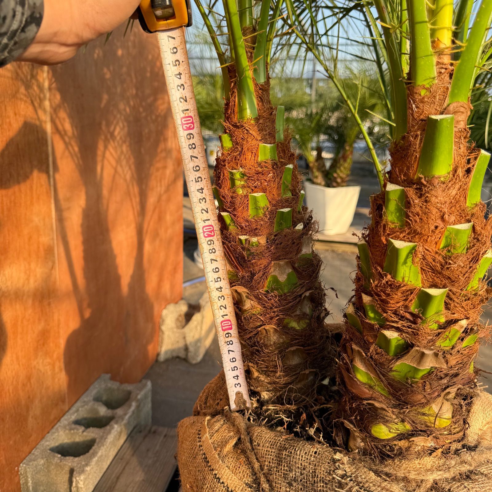 限定株】フェニックス・ロベレニー🌴 3本立ち 希少な極太幹✨ 葉先約