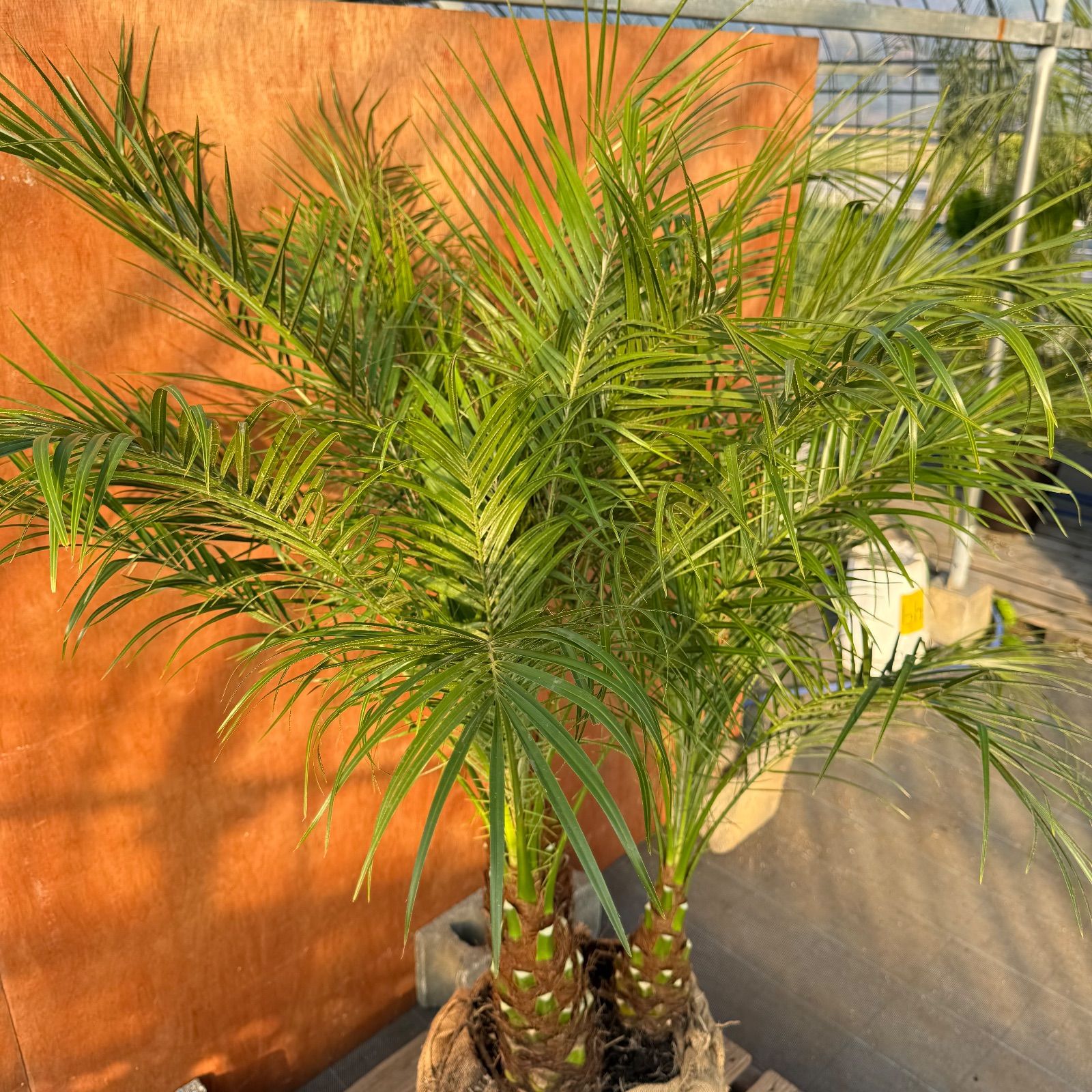 限定株】フェニックス・ロベレニー🌴 3本立ち 希少な極太幹✨ 葉先約