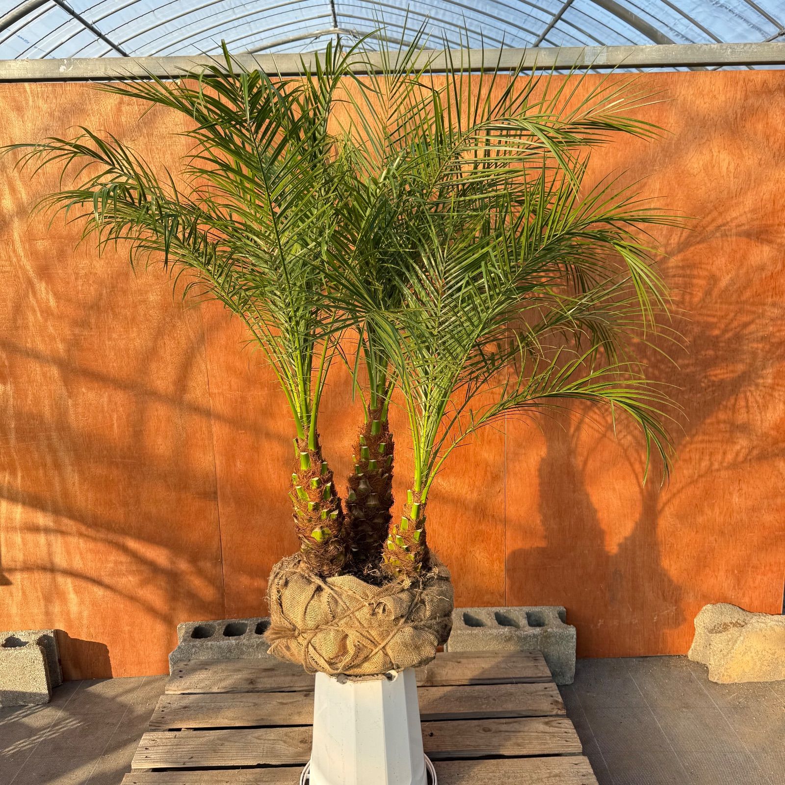 限定株】フェニックス・ロベレニー🌴 3本立ち 希少な極太幹✨ 葉先約