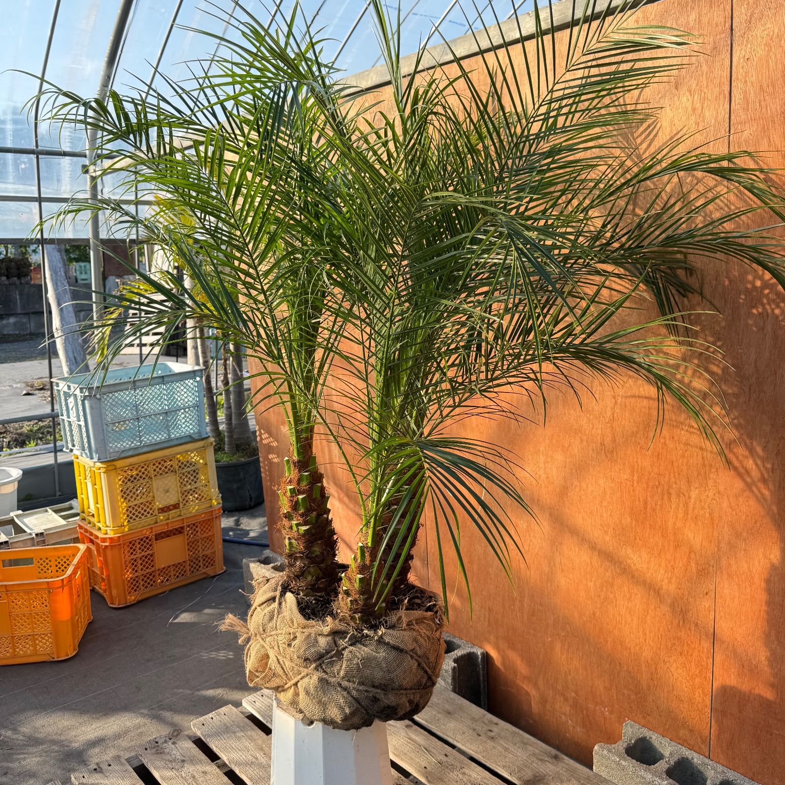 限定株】フェニックス・ロベレニー🌴 3本立ち 希少な極太幹✨ 葉先約