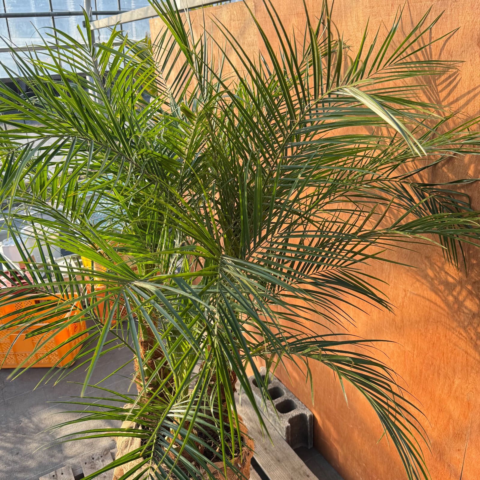 限定株】フェニックス・ロベレニー🌴 3本立ち 希少な極太幹✨ 葉先約