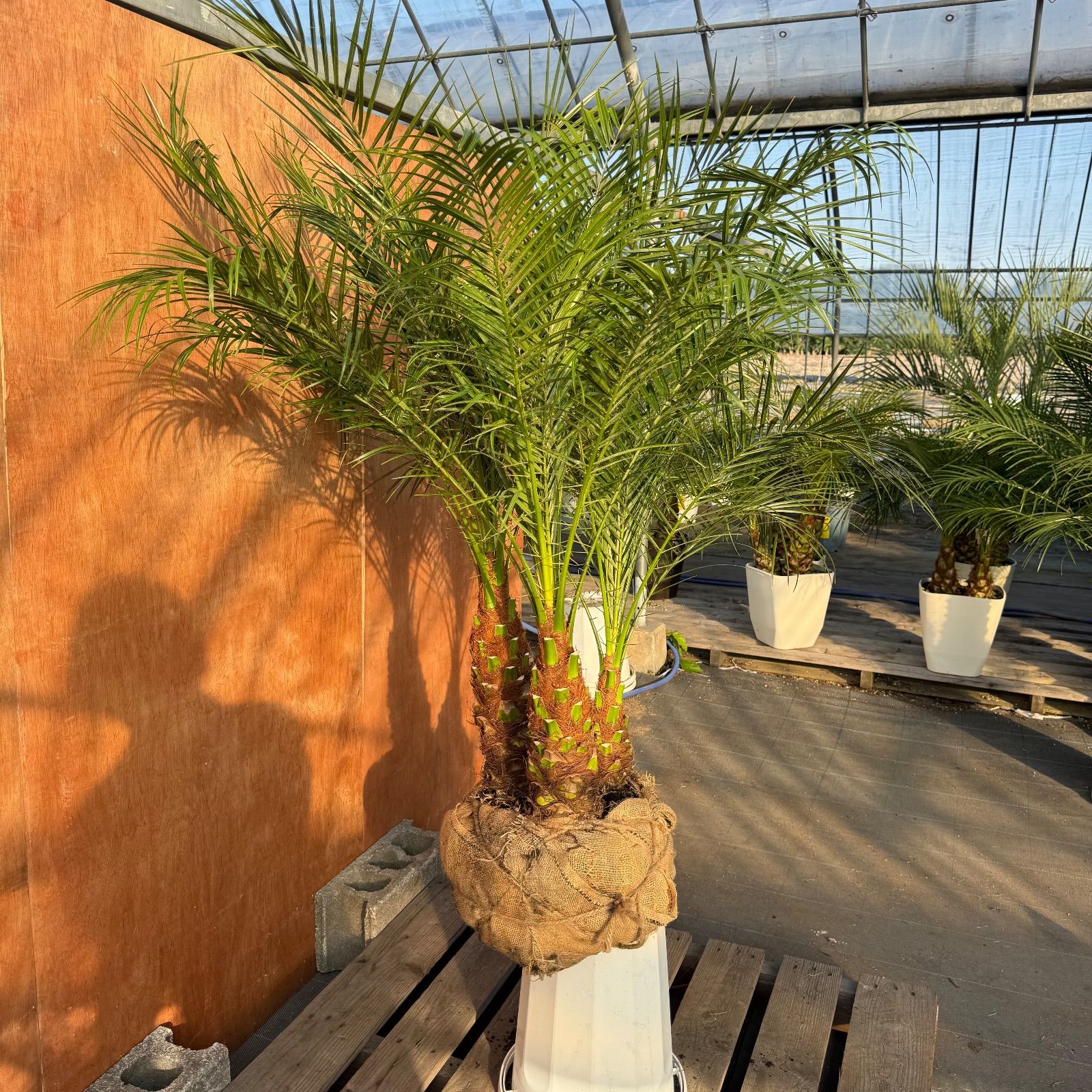 限定株】フェニックス・ロベレニー🌴 3本立ち 希少な極太幹✨ 葉先約