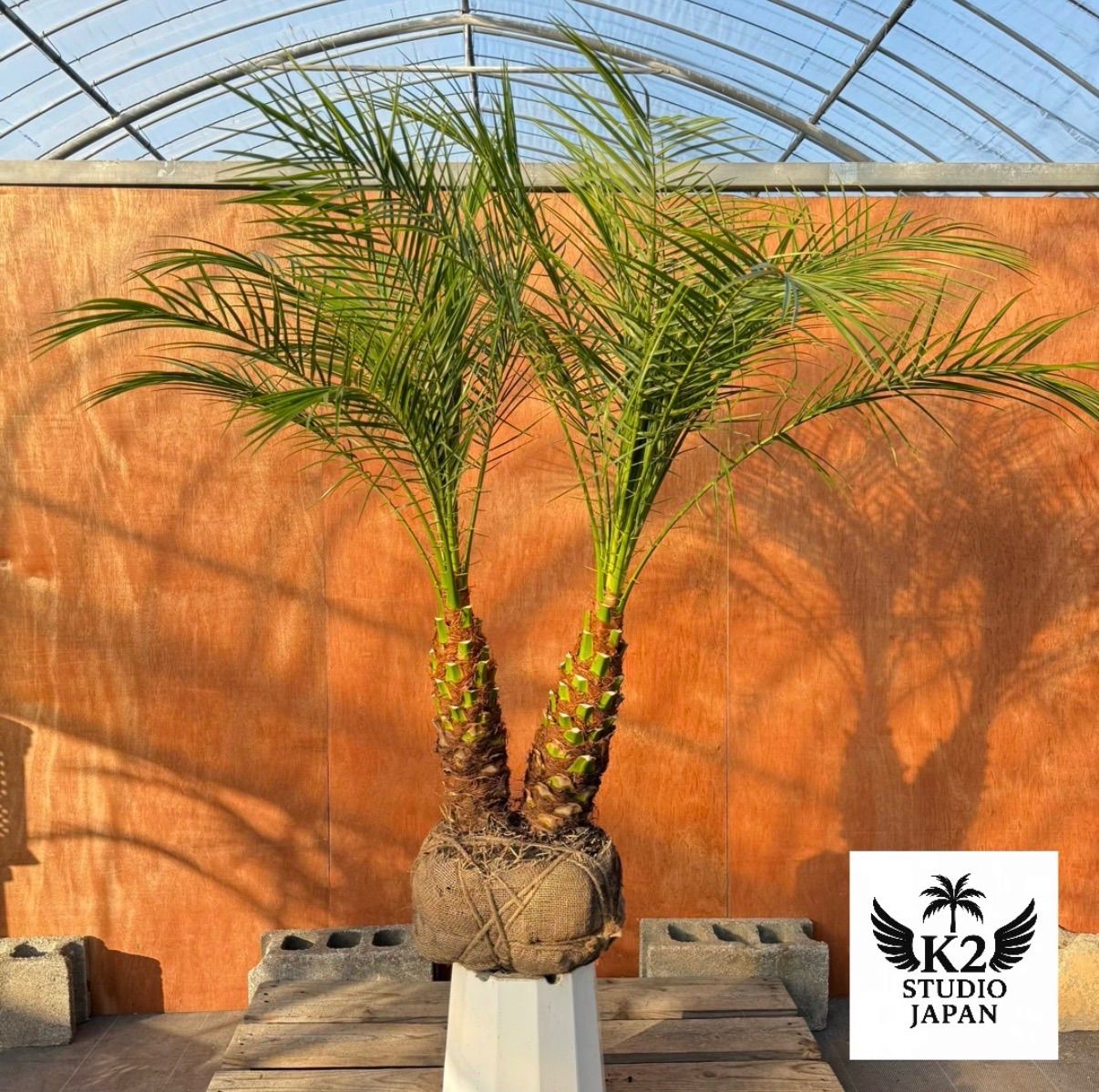 限定株】フェニックス・ロベレニー🌴 2本立ち 希少な極太幹✨ 葉先約