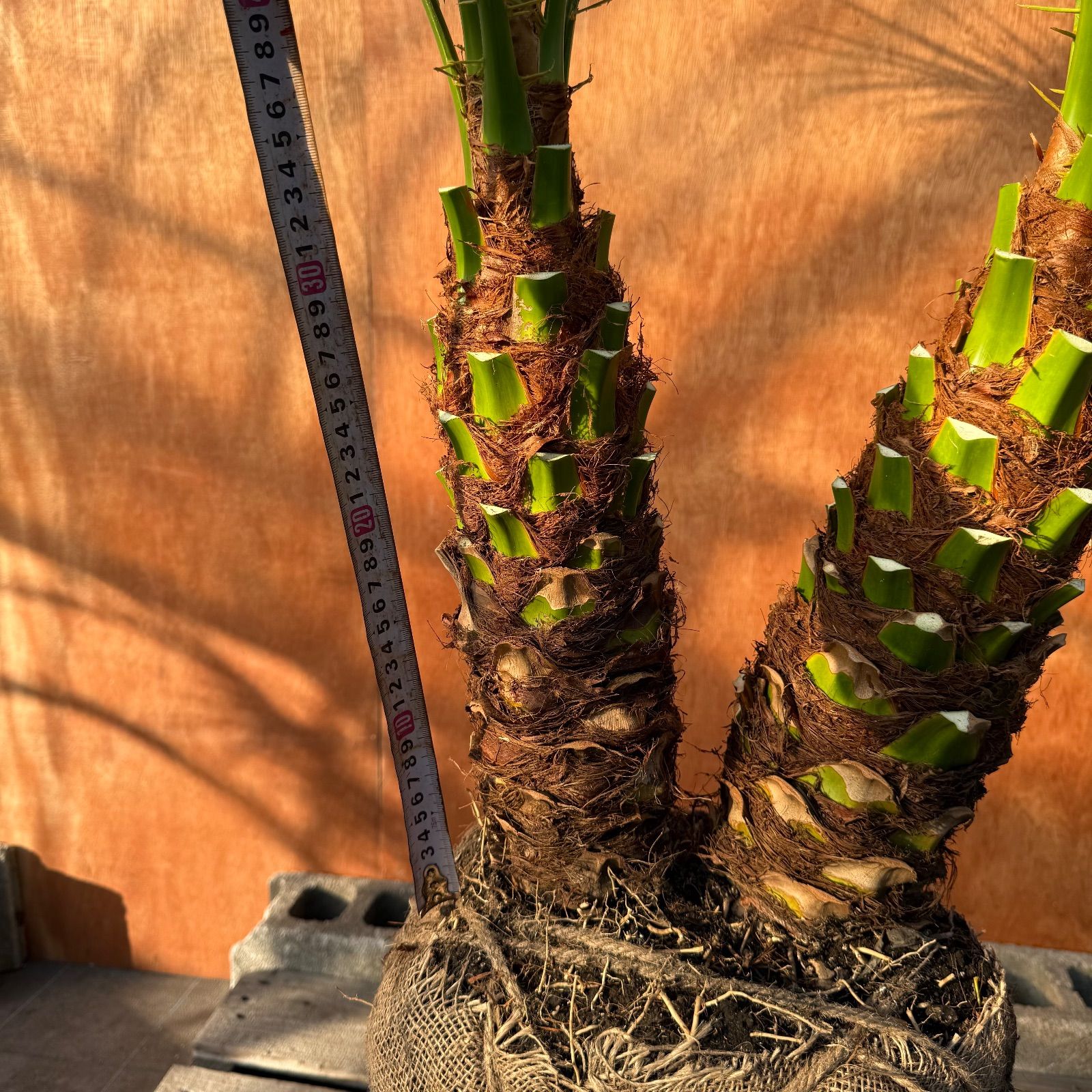 限定株】フェニックス・ロベレニー🌴 2本立ち 希少な極太幹✨ 葉先約
