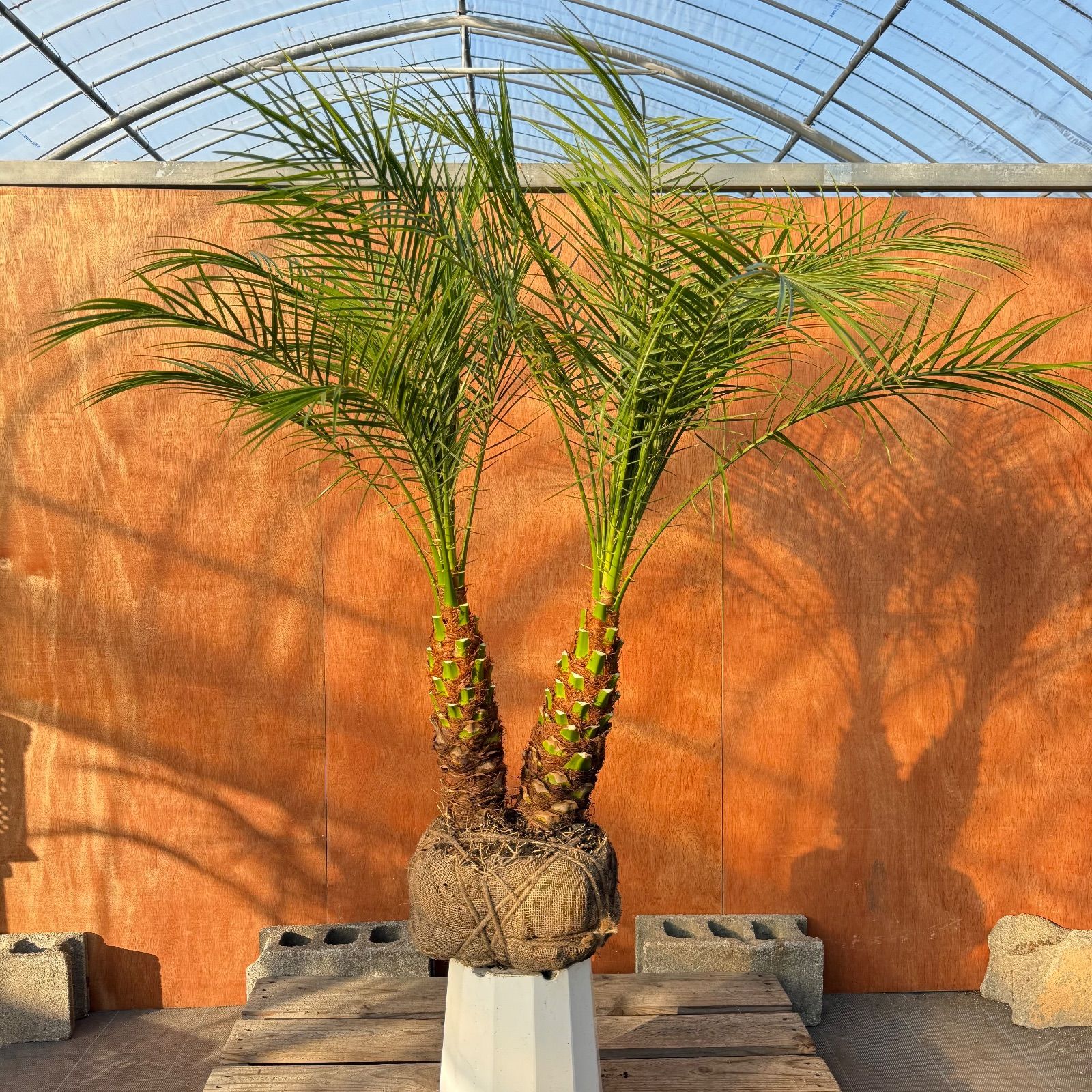 限定株】フェニックス・ロベレニー🌴 2本立ち 希少な極太幹✨ 葉先約