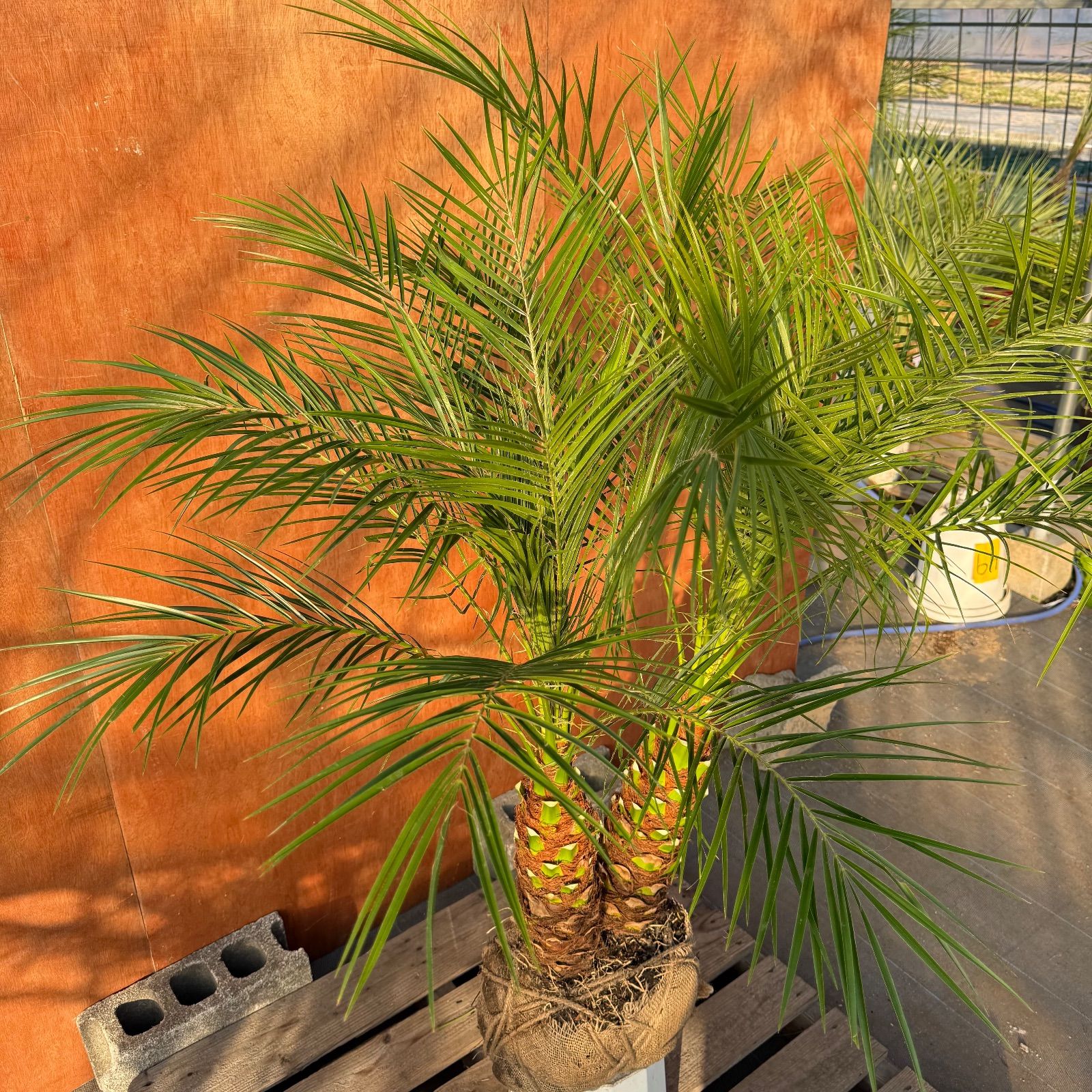 ★フェニックスロベレニー★ 限定株】フェニックス・ロベレニー🌴 2本立ち 希少な極太幹✨ 葉先約