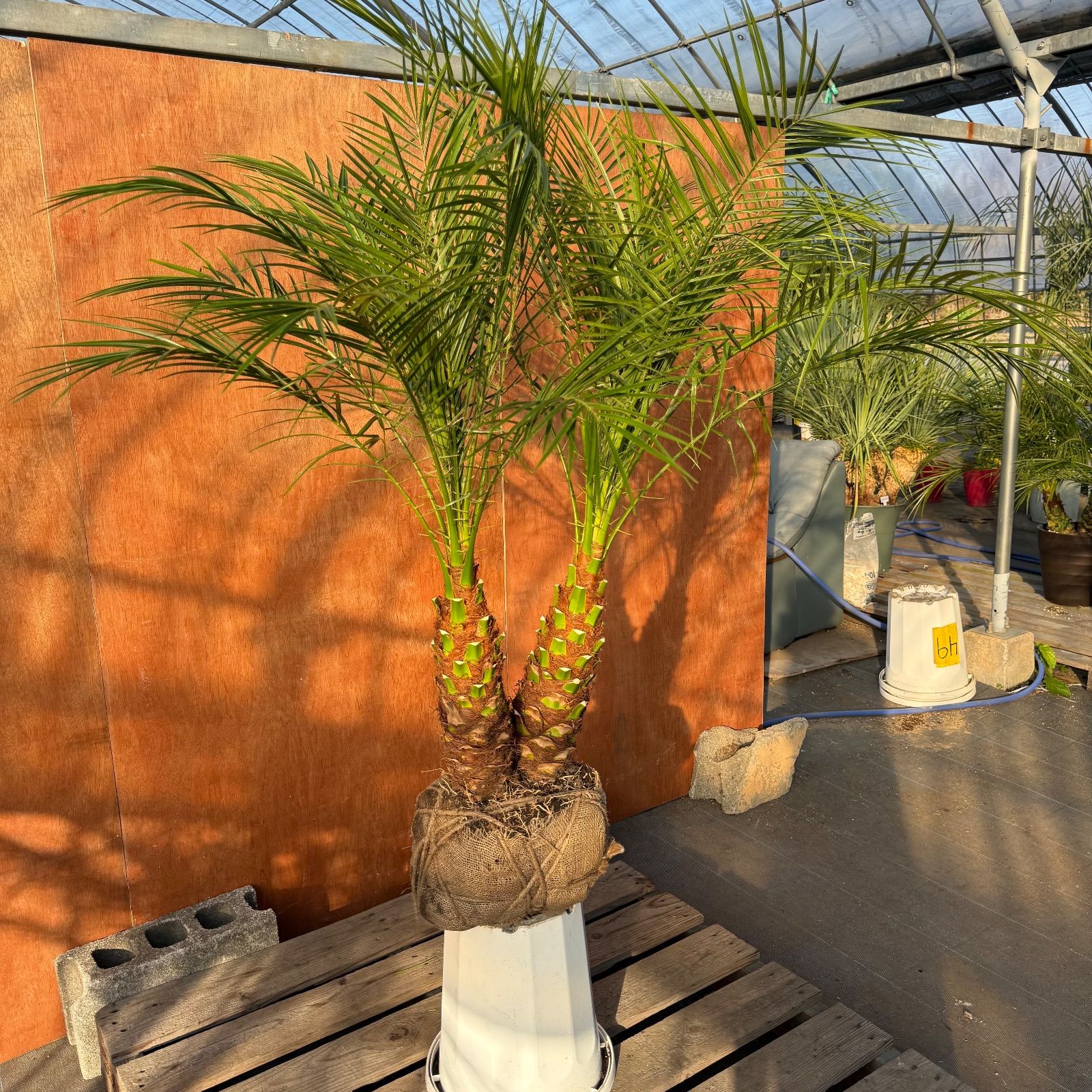 限定株】フェニックス・ロベレニー🌴 2本立ち 希少な極太幹✨ 葉先約