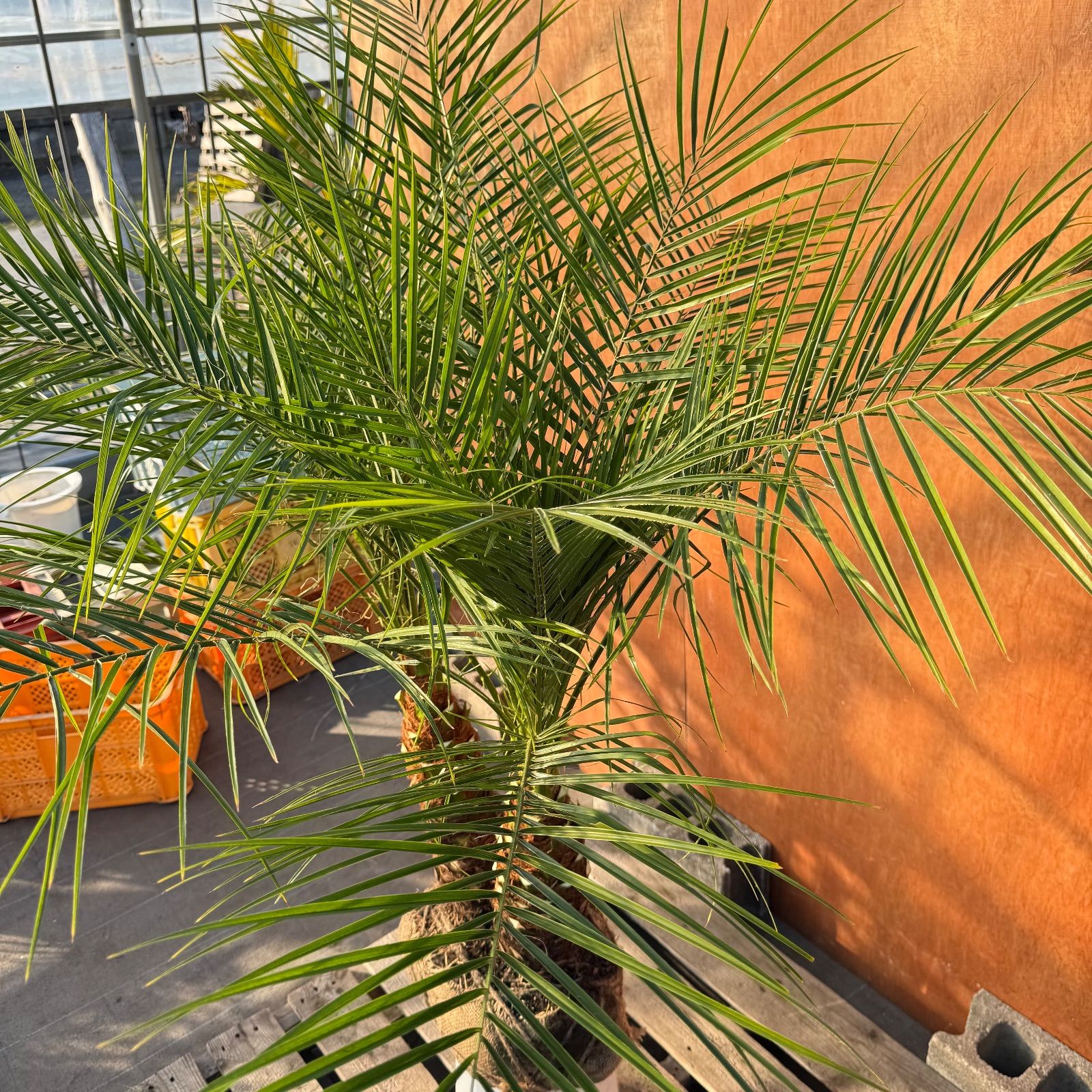 限定株】フェニックス・ロベレニー🌴 2本立ち 希少な極太幹✨ 葉先約