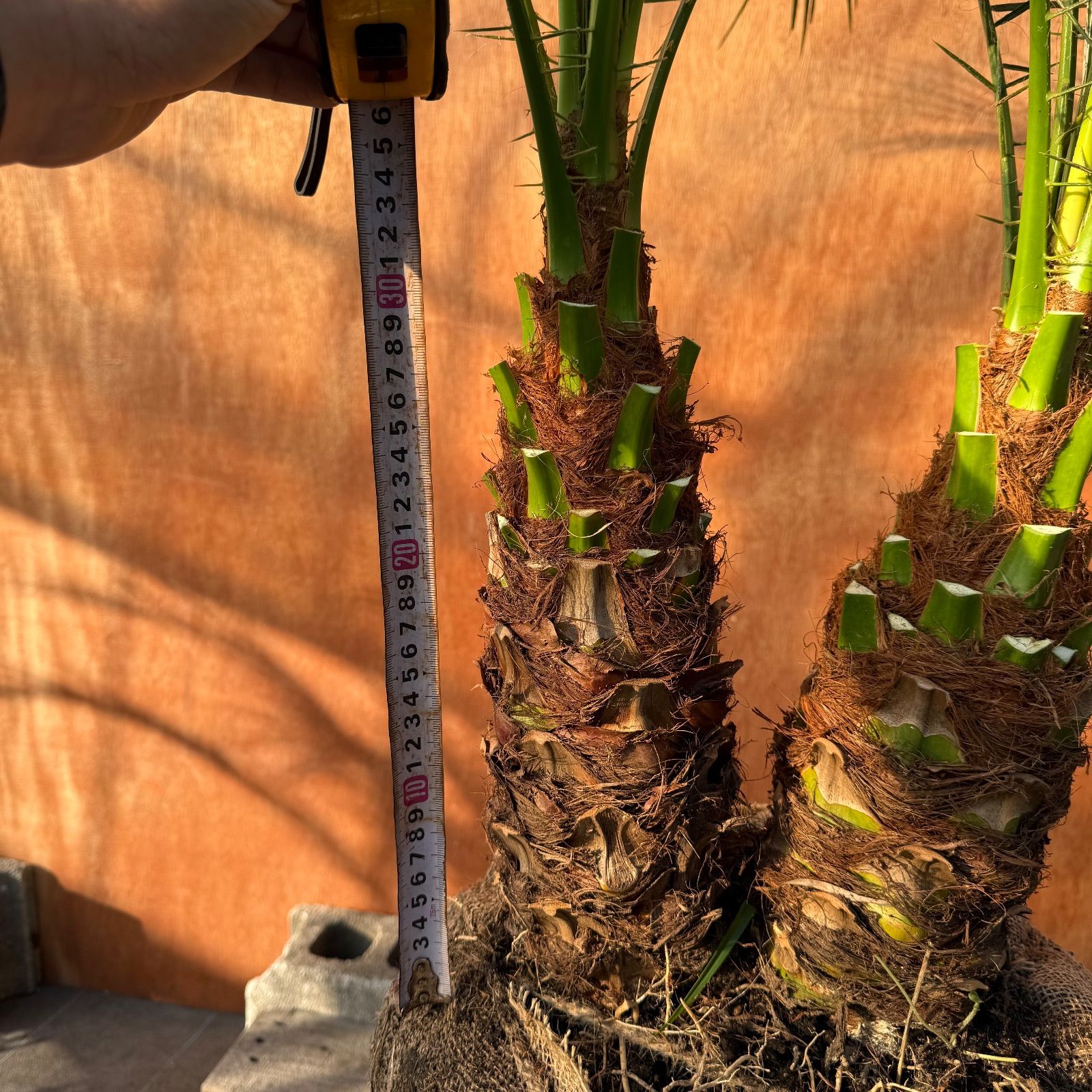 限定株】フェニックス・ロベレニー🌴 2本立ち 希少な極太幹✨ 葉先約