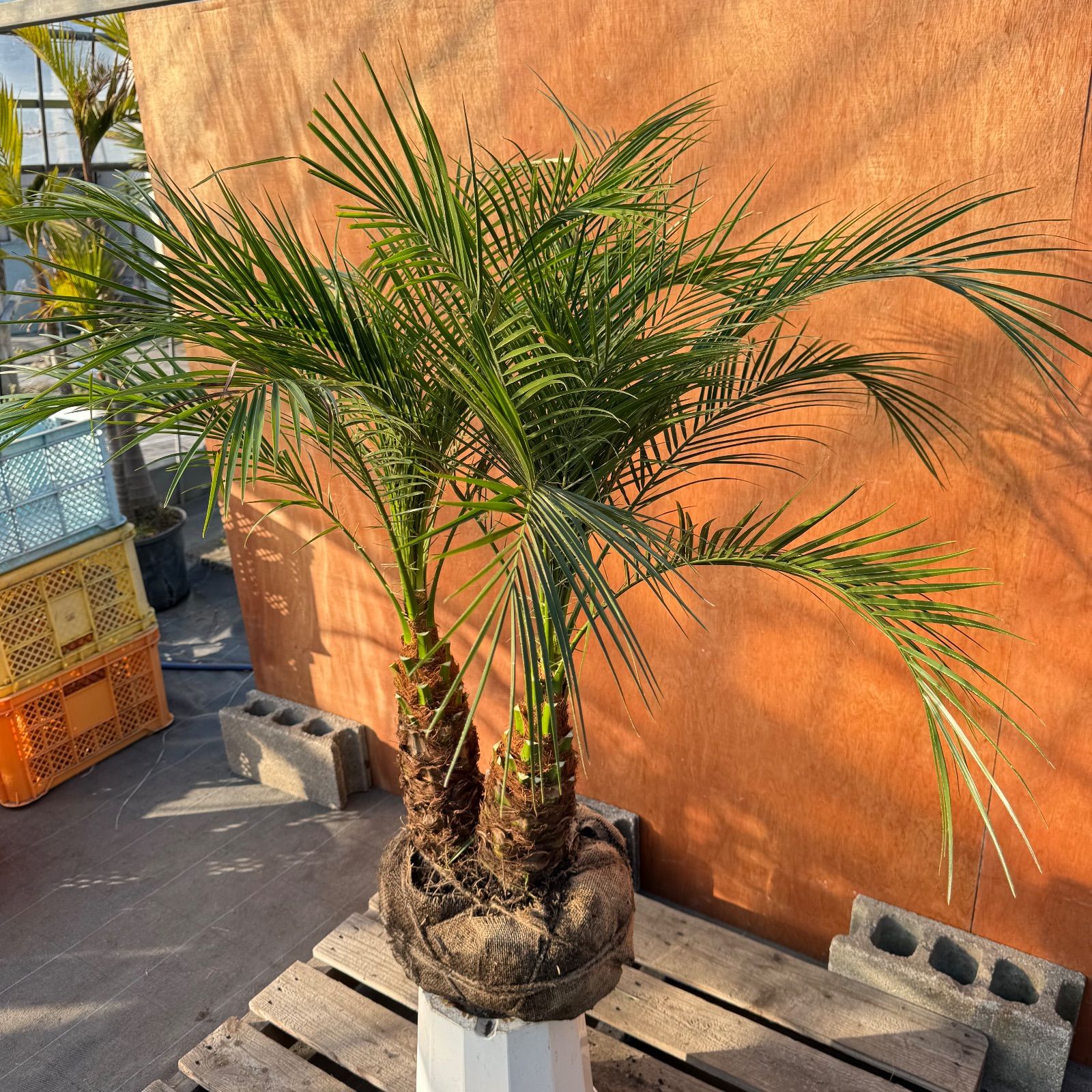 限定株】フェニックス・ロベレニー🌴 2本立ち 希少な極太幹✨ 葉先約