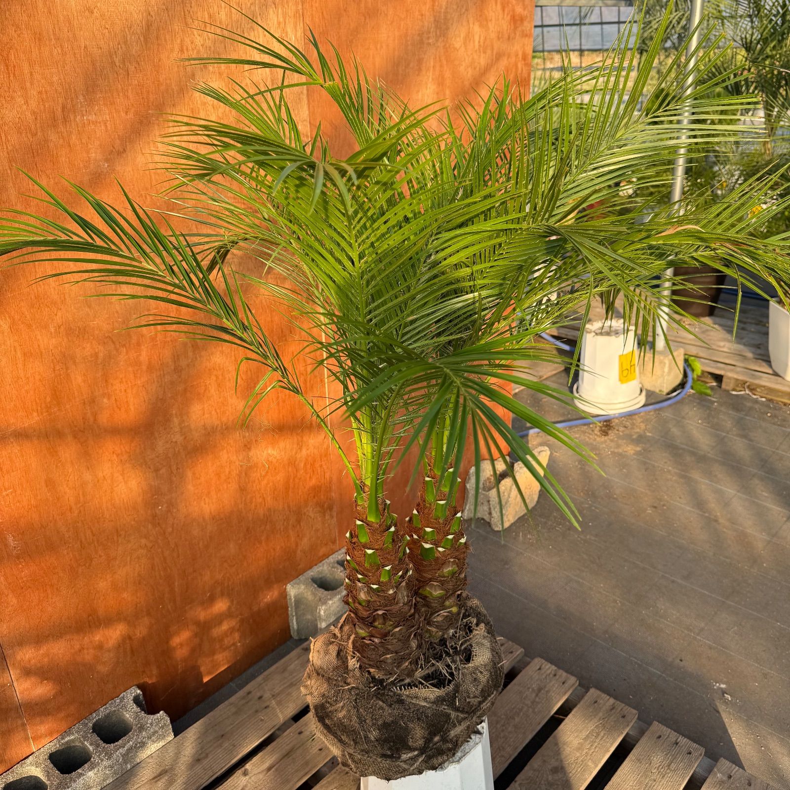 限定株】フェニックス・ロベレニー🌴 2本立ち 希少な極太幹✨ 葉先約