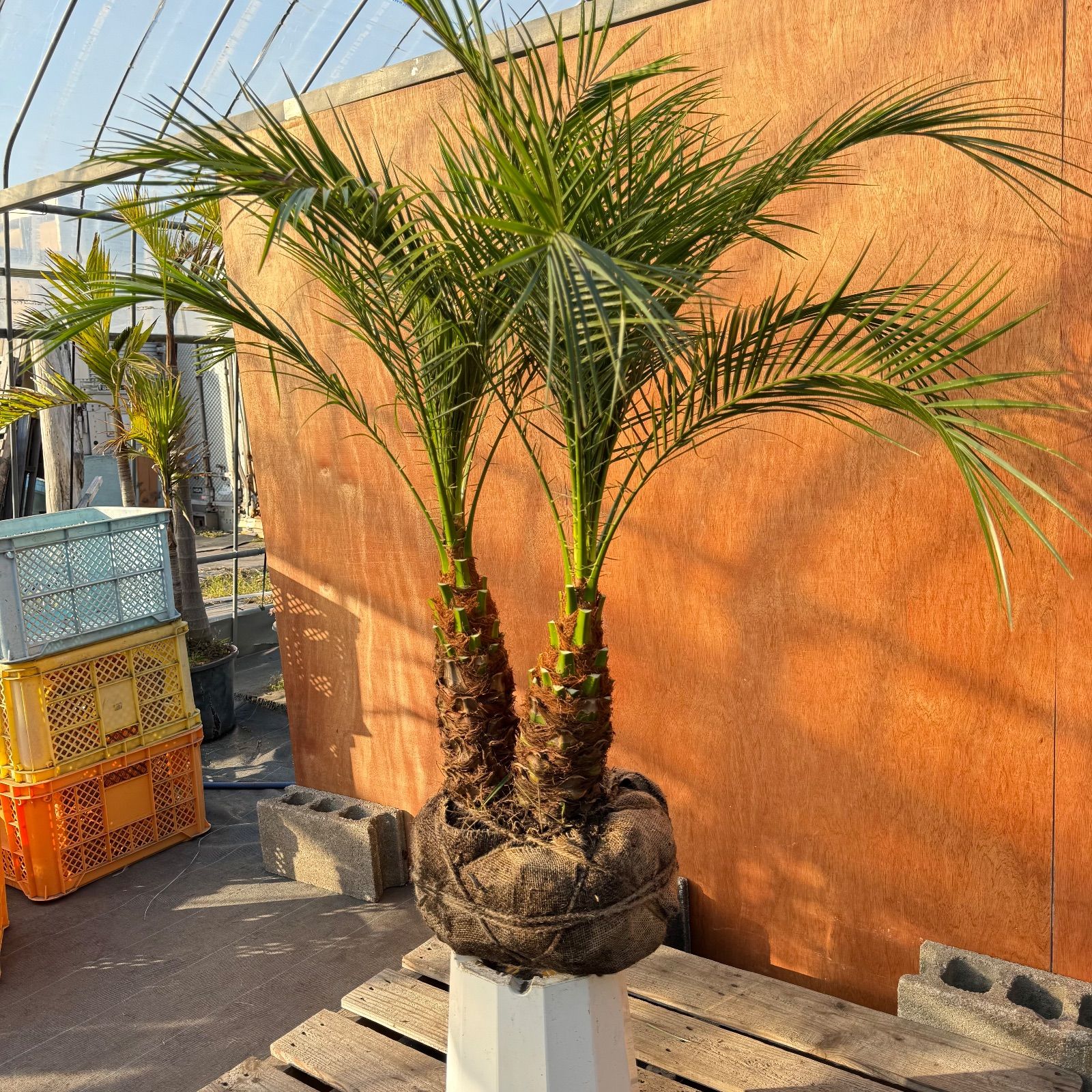 限定株】フェニックス・ロベレニー🌴 2本立ち 希少な極太幹✨ 葉先約