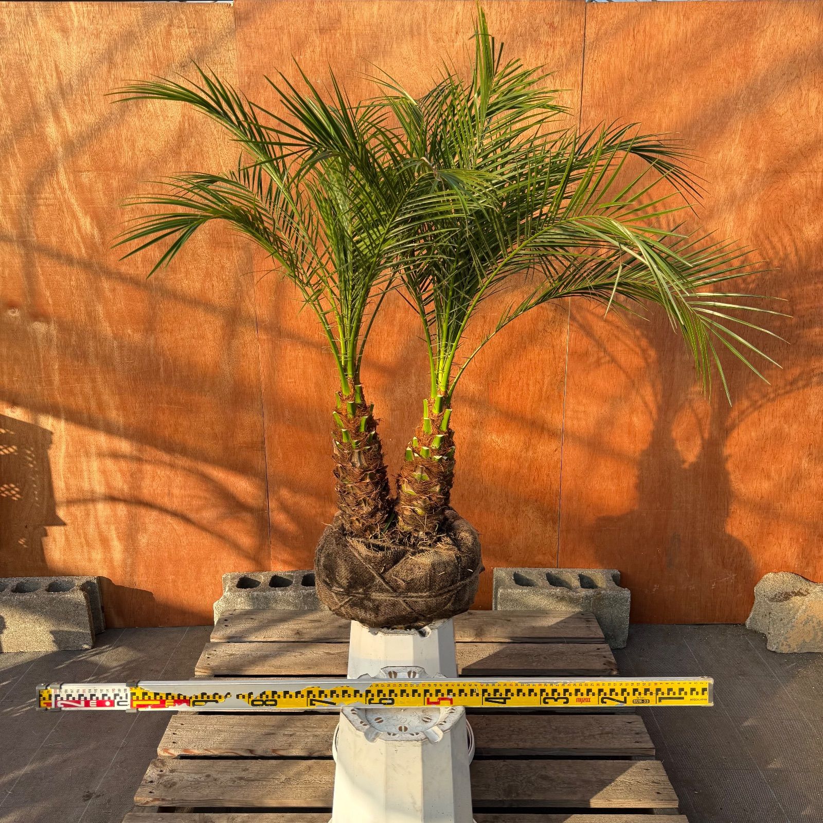 限定株】フェニックス・ロベレニー🌴 2本立ち 希少な極太幹✨ 葉先約