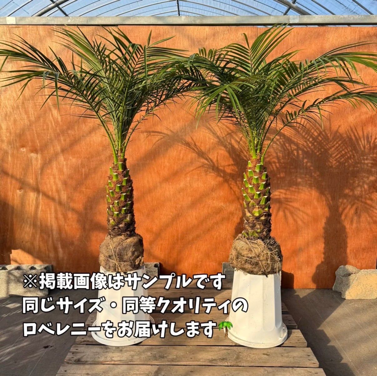 ?特大サイズ2本セット? フェニックス・ロベレニー 南国リゾート特大 