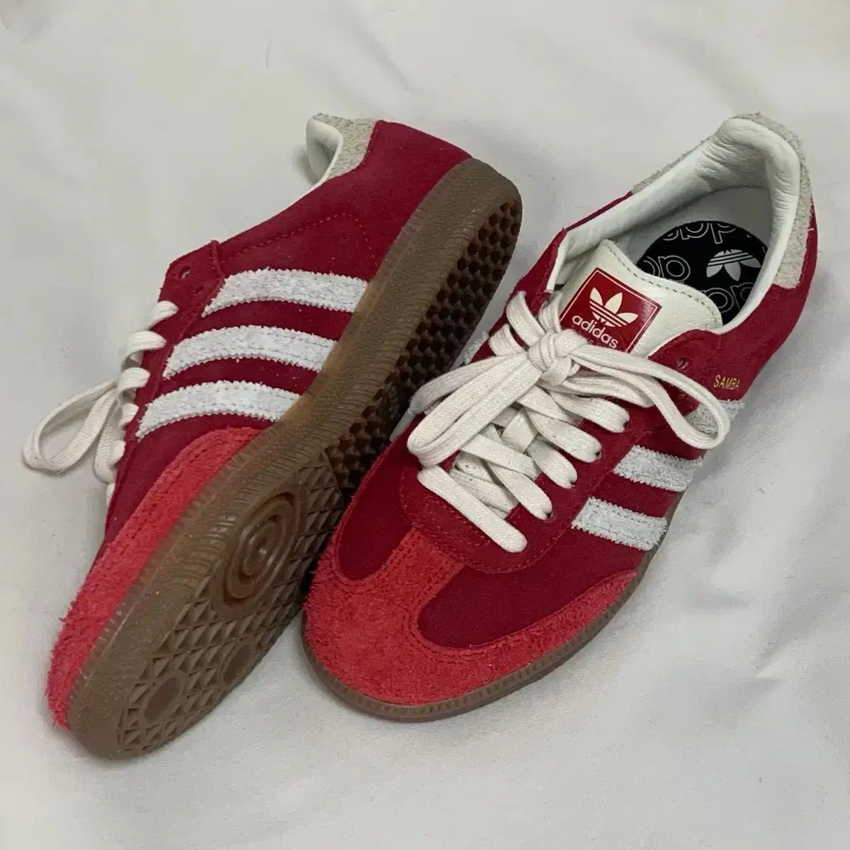 ☆ 極珍種！ 美種！ホシクサspペドラスター プランツ ホシクサ 水上育成株