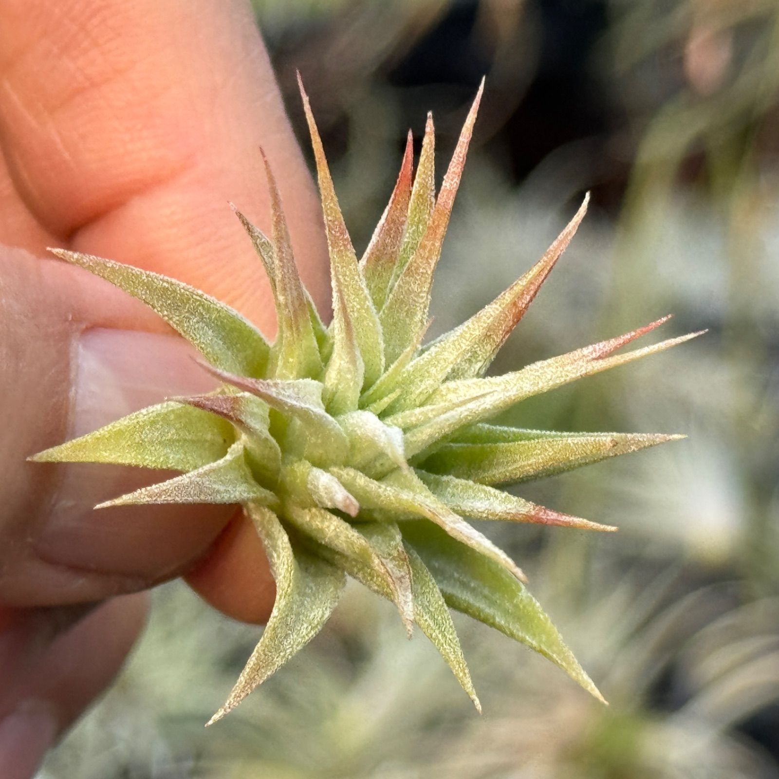 現品＊ 子株＊ チランジア イオナンタ マッドマックス Tillandsia