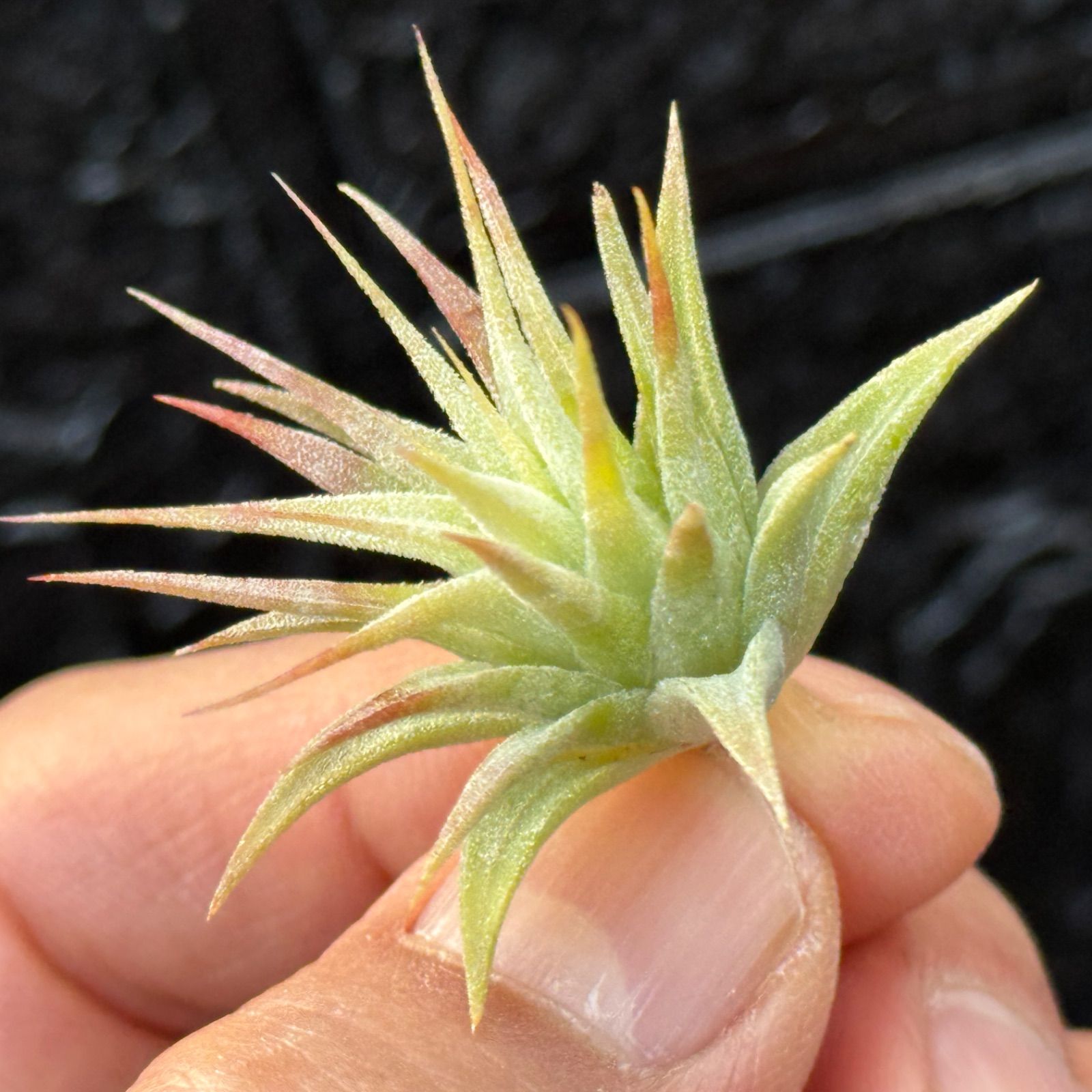 現品＊ 子株＊ チランジア イオナンタ マッドマックス Tillandsia