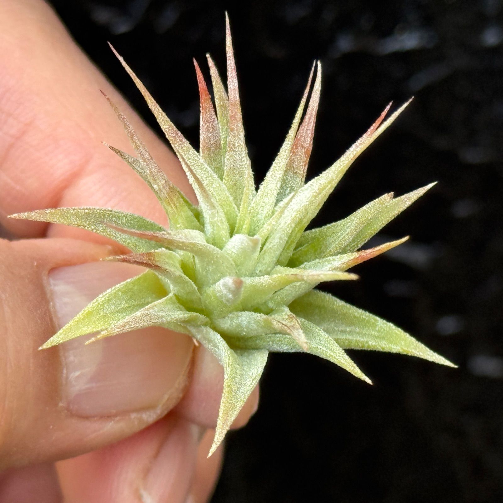 現品＊ 子株＊ チランジア イオナンタ マッドマックス Tillandsia