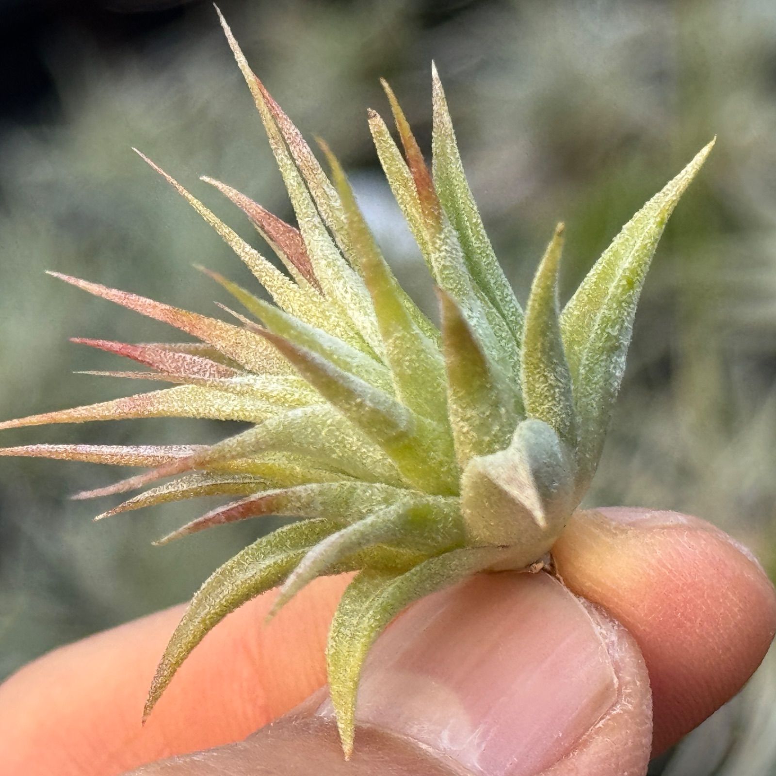 現品＊ 子株＊ チランジア イオナンタ マッドマックス Tillandsia