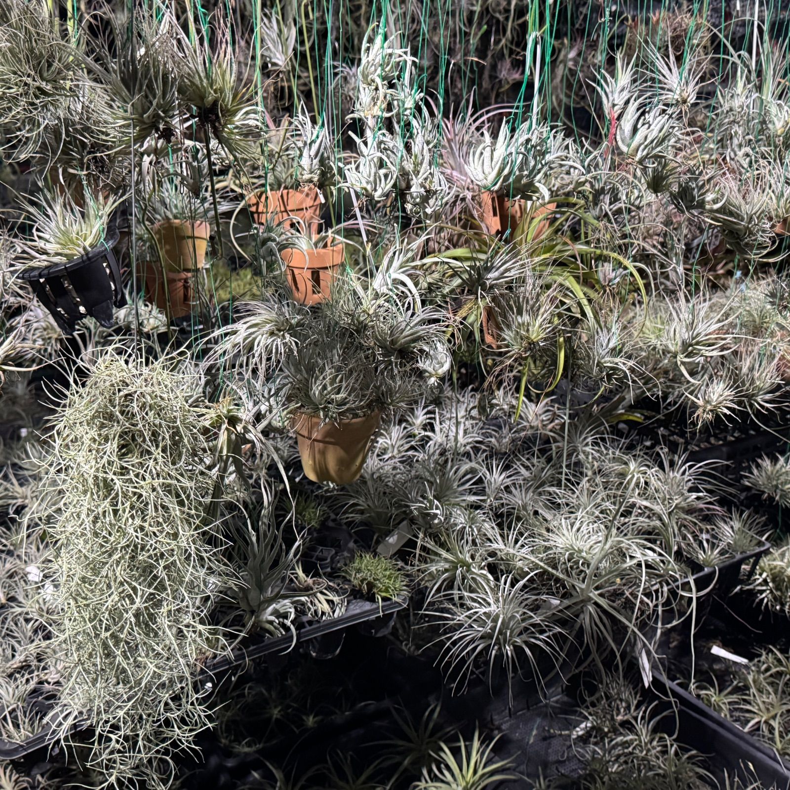 現品＊ 子株＊ チランジア イオナンタ マッドマックス Tillandsia