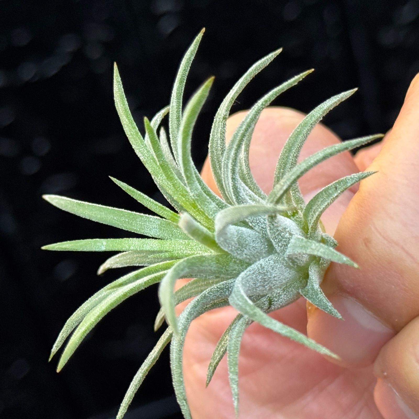 現品＊ チランジア イオナンタ ロン Tillandsia ionantha Ron＊エア