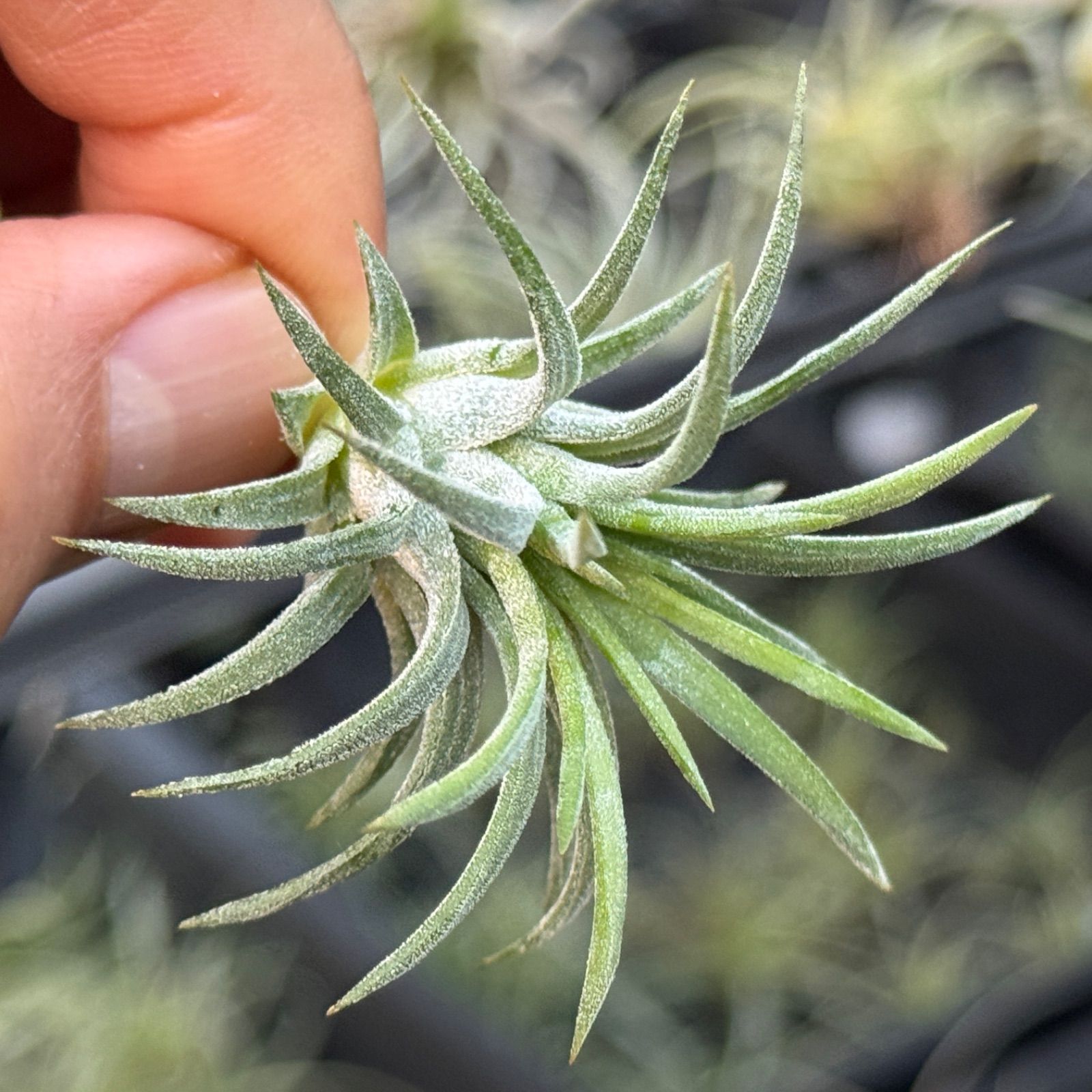 現品＊ チランジア イオナンタ ロン Tillandsia ionantha Ron＊エア