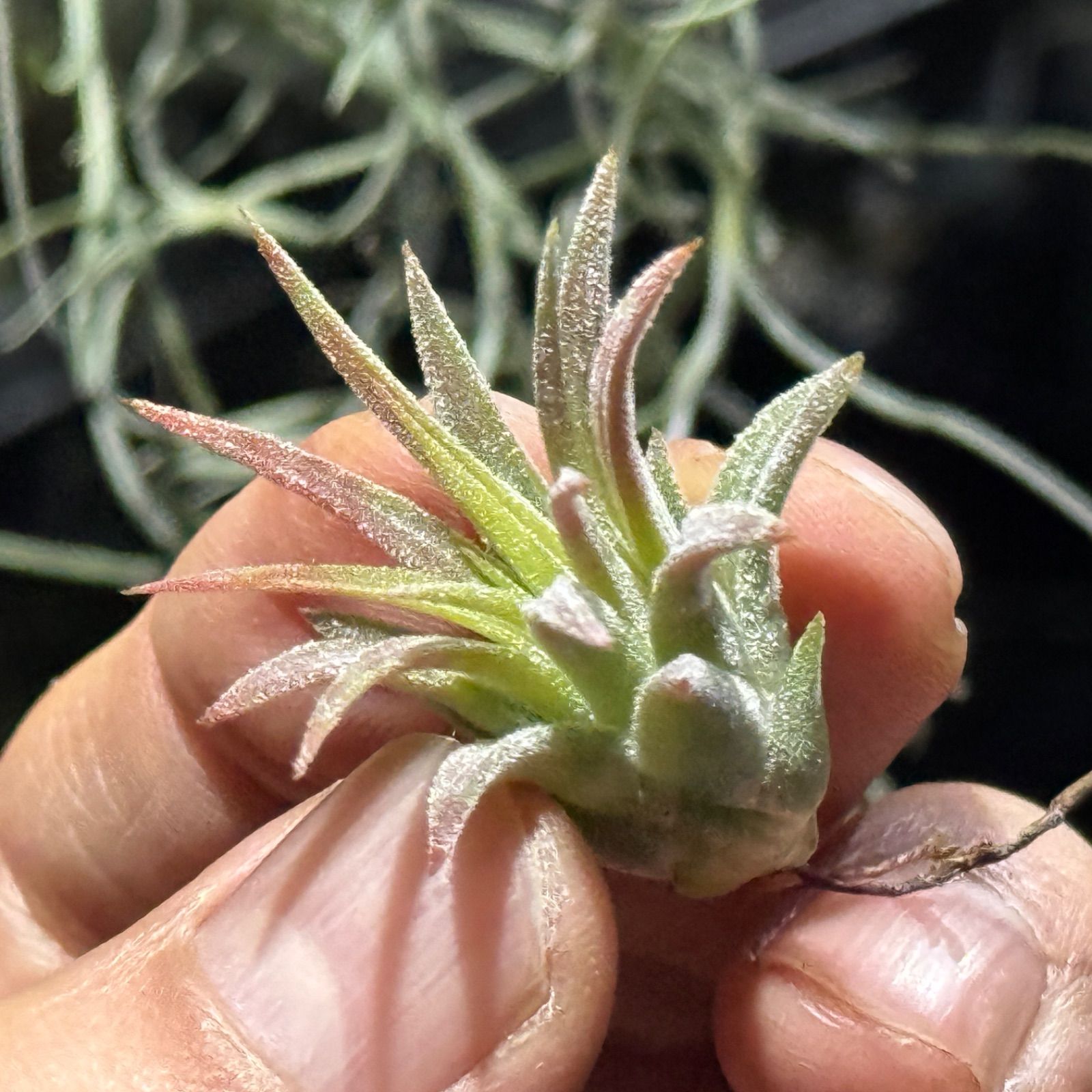 現品＊ ほんのり紅葉＊ チランジア イオナンタファイヤーオブティンコ