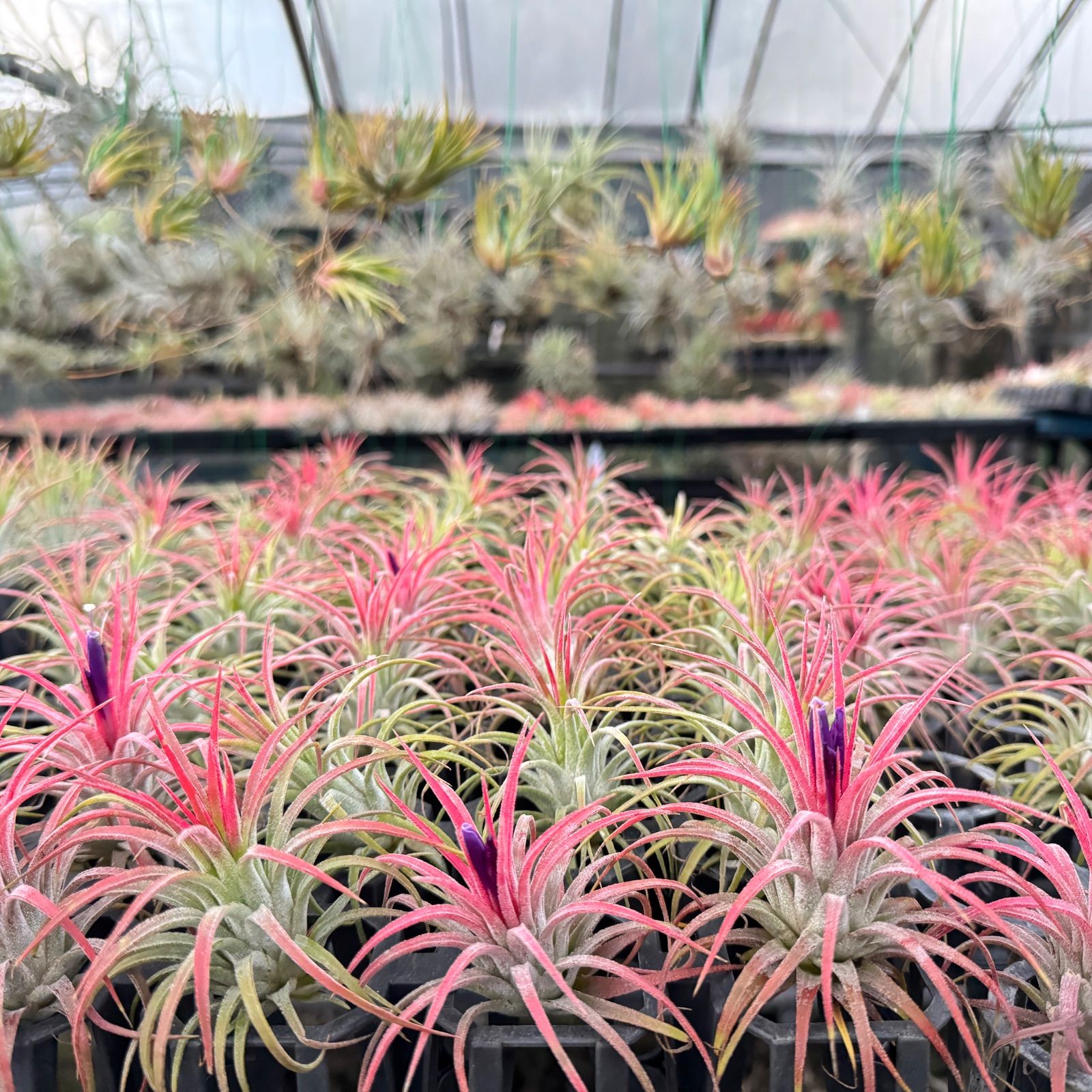 現品＊ ほんのり紅葉＊ チランジア イオナンタファイヤーオブティンコ