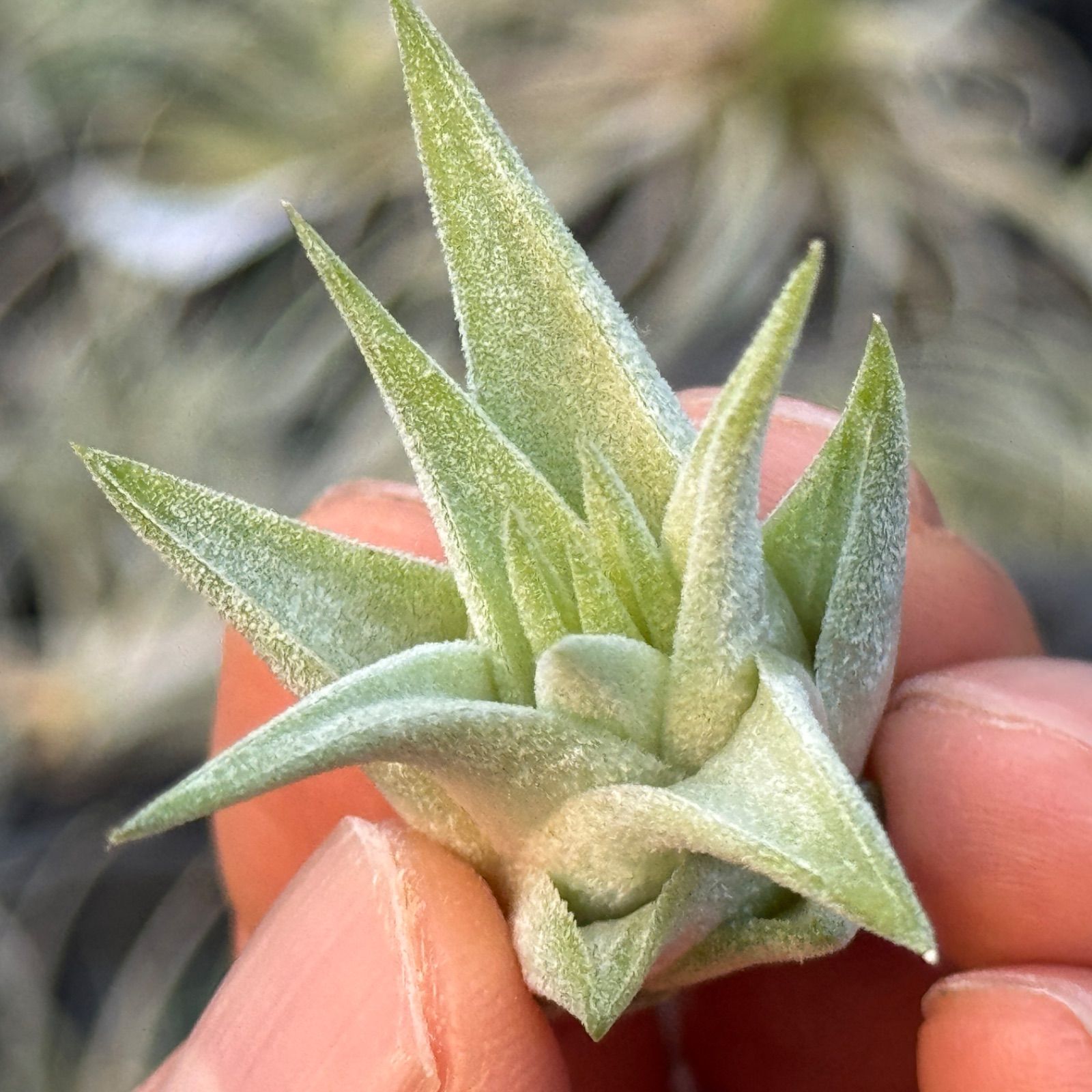 現品＊ 肉厚＊ チランジア イオナンタ ヘッジホッグ T.I. Tillandsia