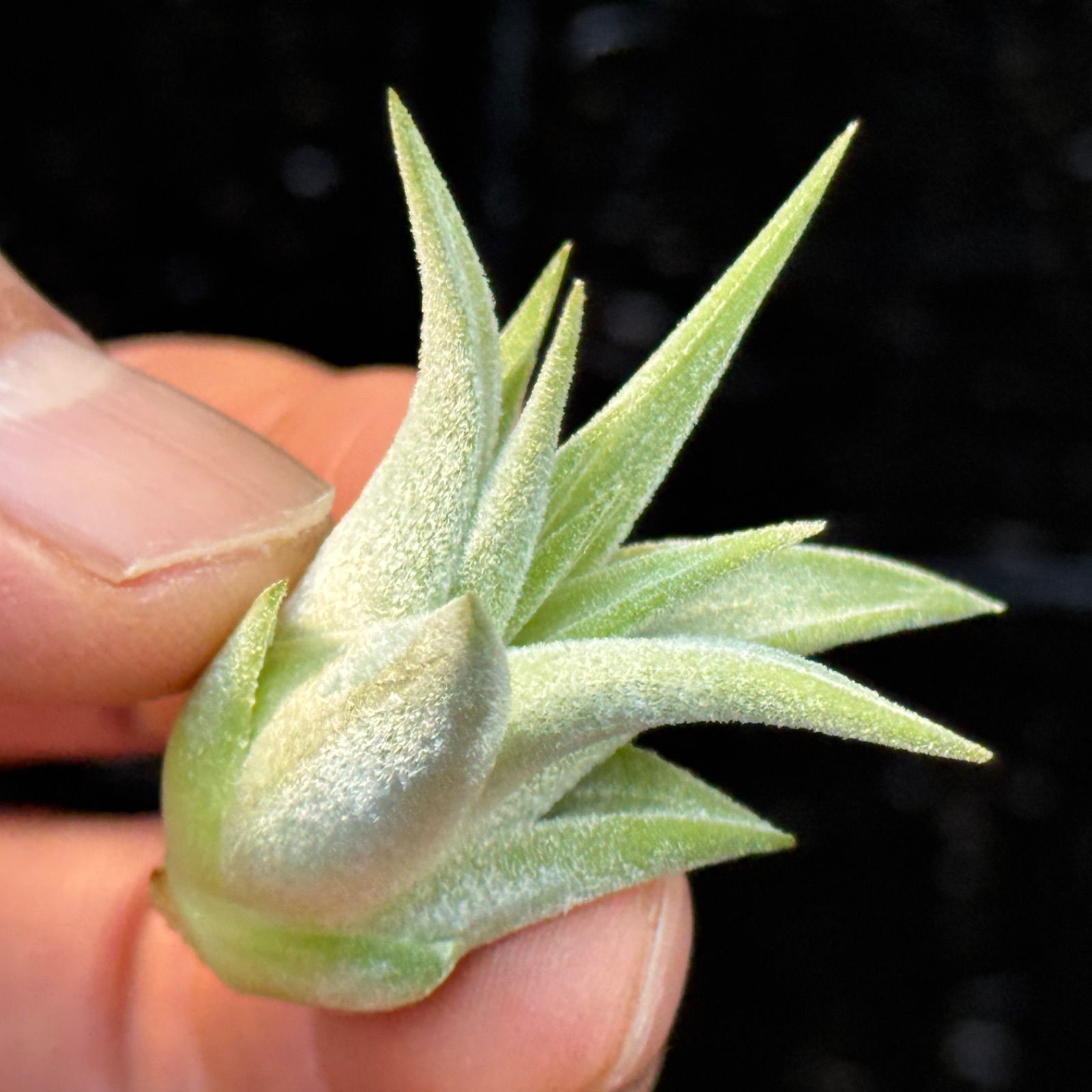 現品＊ 肉厚＊ チランジア イオナンタ ヘッジホッグ T.I. Tillandsia