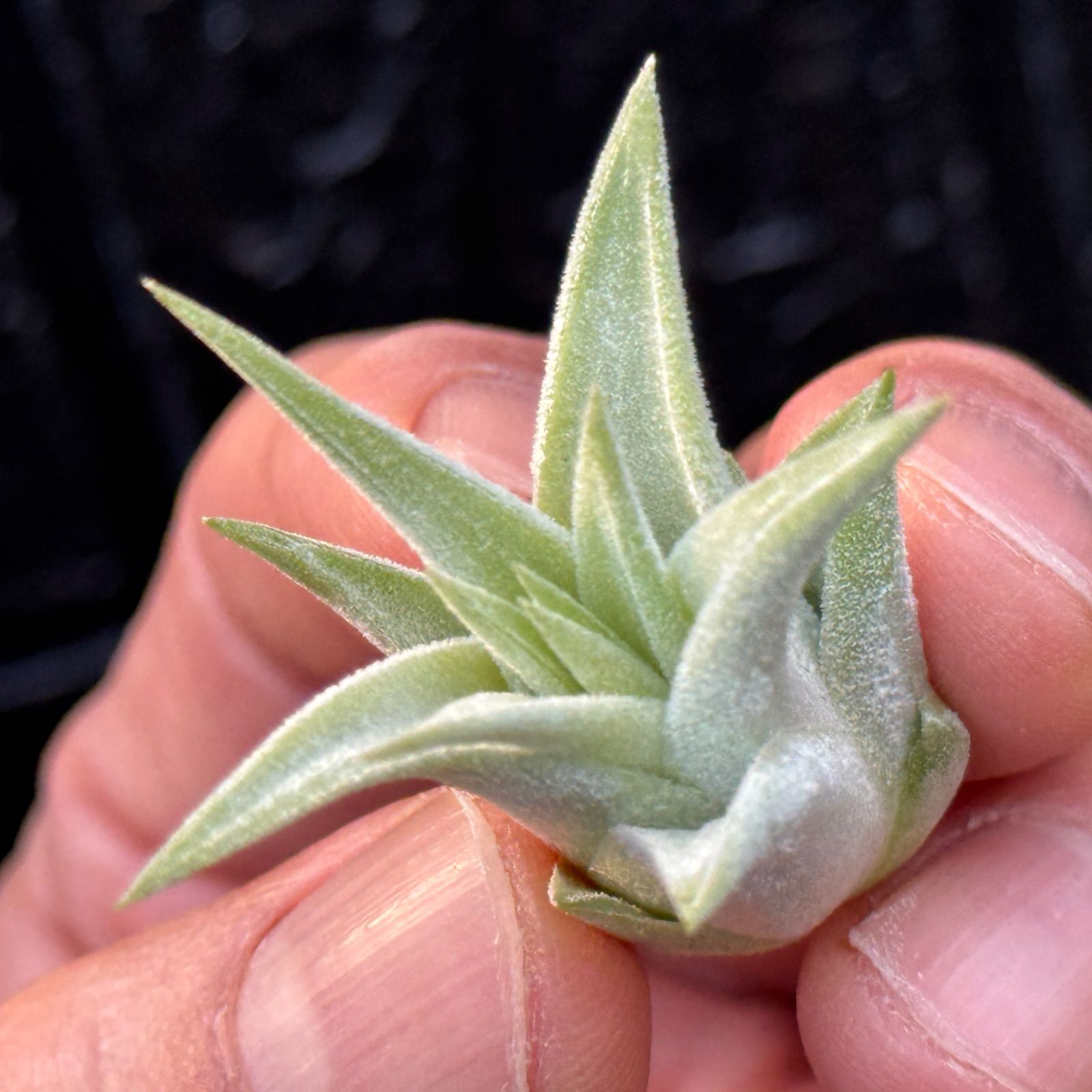 現品＊ 肉厚＊ チランジア イオナンタ ヘッジホッグ T.I. Tillandsia