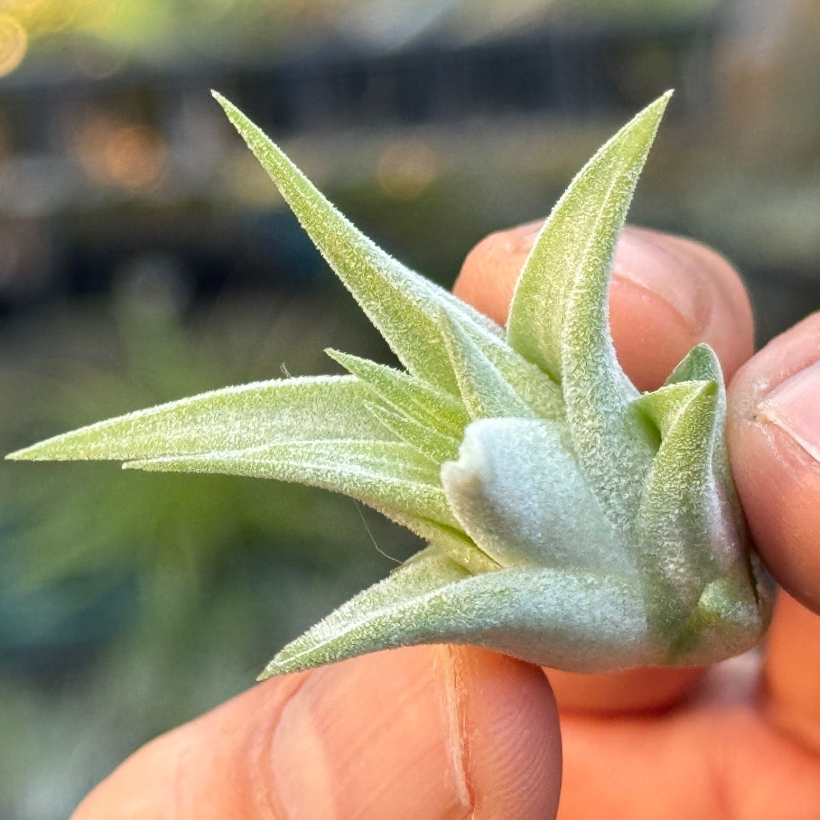 現品＊ 肉厚＊ チランジア イオナンタ ヘッジホッグ T.I. Tillandsia 