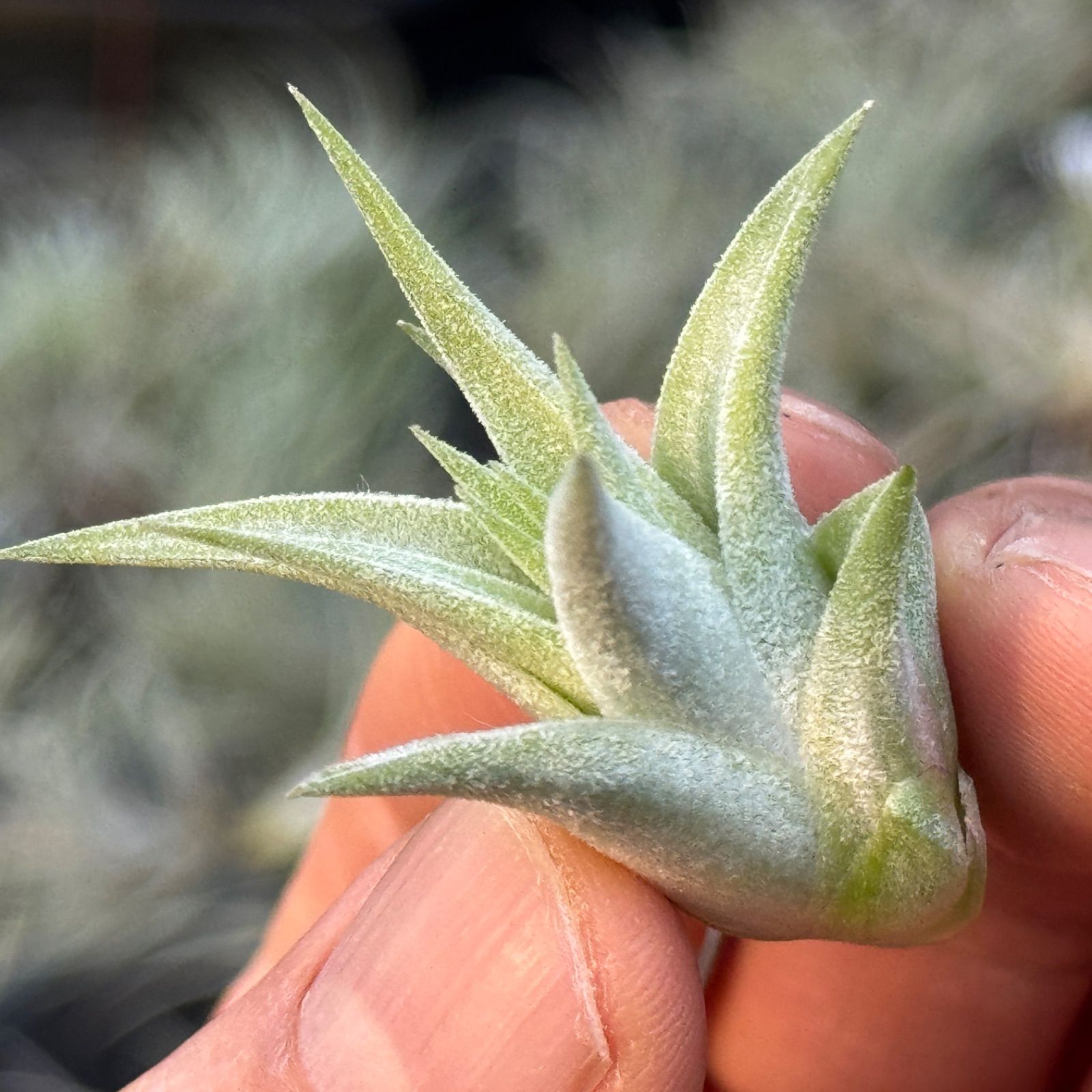 現品＊ 肉厚＊ チランジア イオナンタ ヘッジホッグ T.I. Tillandsia