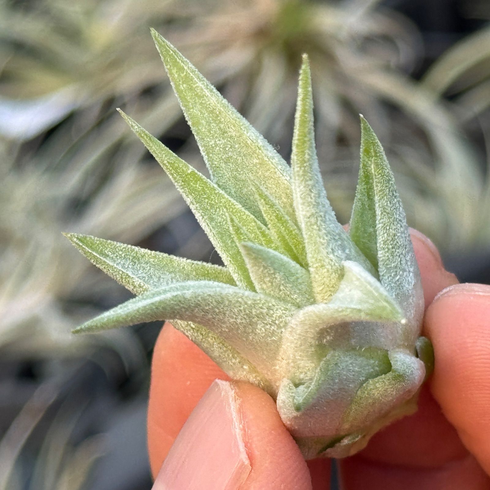 現品＊ 肉厚＊ チランジア イオナンタ ヘッジホッグ T.I. Tillandsia