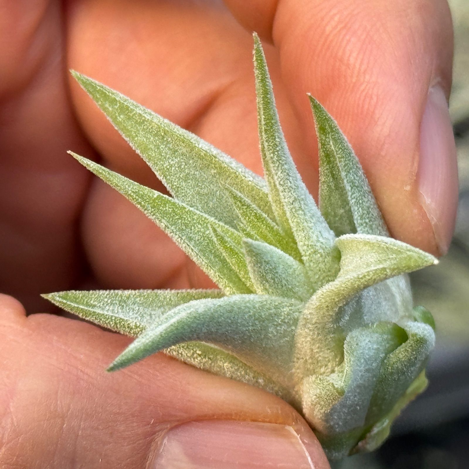 現品＊ 肉厚＊ チランジア イオナンタ ヘッジホッグ T.I. Tillandsia