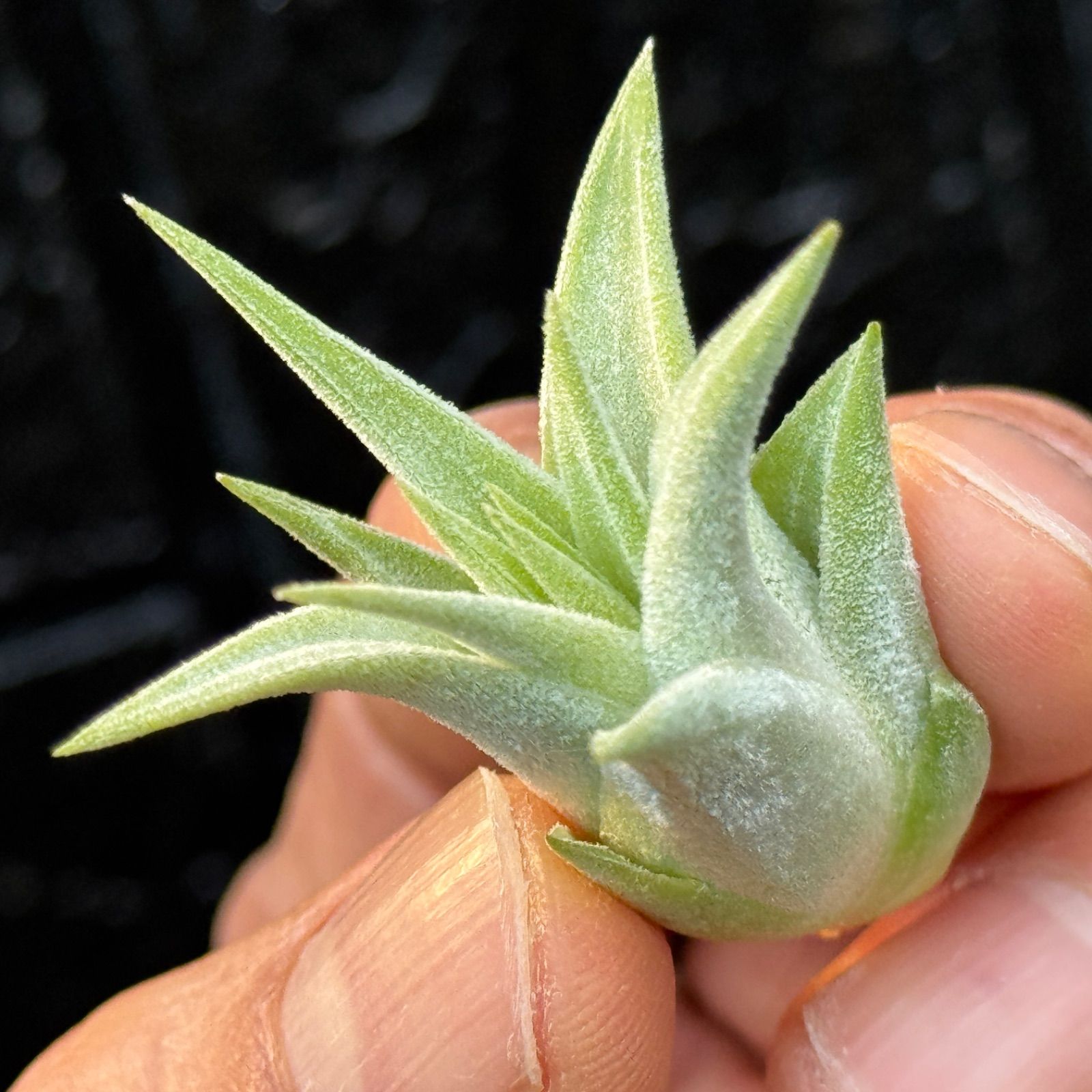 現品＊ 肉厚＊ チランジア イオナンタ ヘッジホッグ T.I. Tillandsia