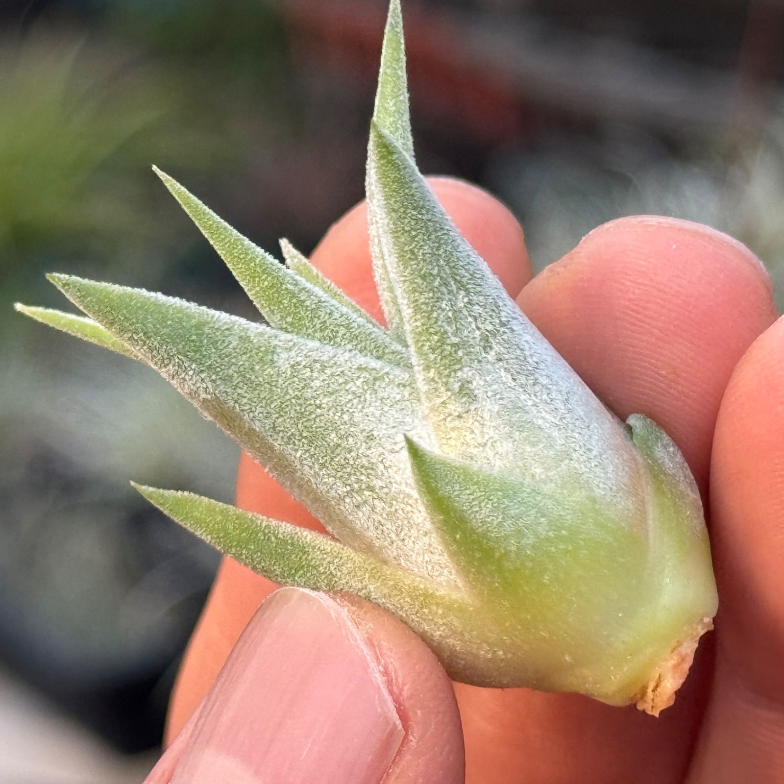 現品＊ 肉厚＊ チランジア イオナンタ ヘッジホッグ T.I. Tillandsia