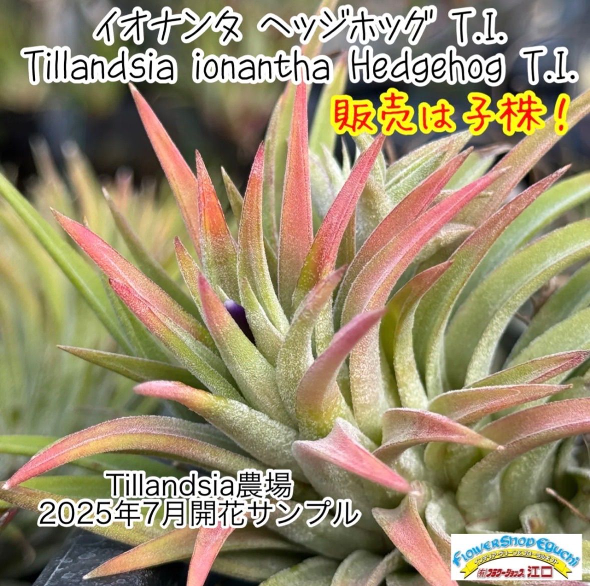 現品＊ 肉厚＊ チランジア イオナンタ ヘッジホッグ T.I. Tillandsia