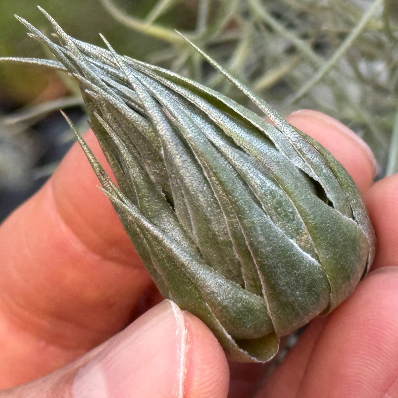 現品＊ メタリックシルバーな輝き！＊ ふっくらずんぐり極上株