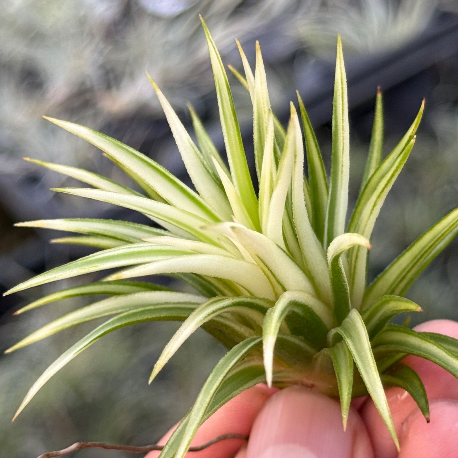 現品 特大株 ホワイト率多め 肉厚がっちり幅広葉 上株 チランジア イオナンタ アルボマルギナータ アルボマージナータ Tillandsia ionantha Albomarginata エアプランツ フラワーショップ江口