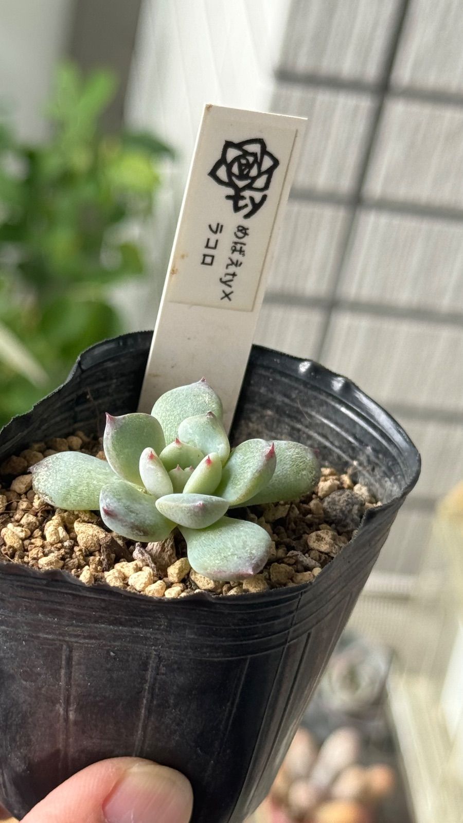 多肉植物 TYさん苗 めばえty x ラコロ - メルカリ