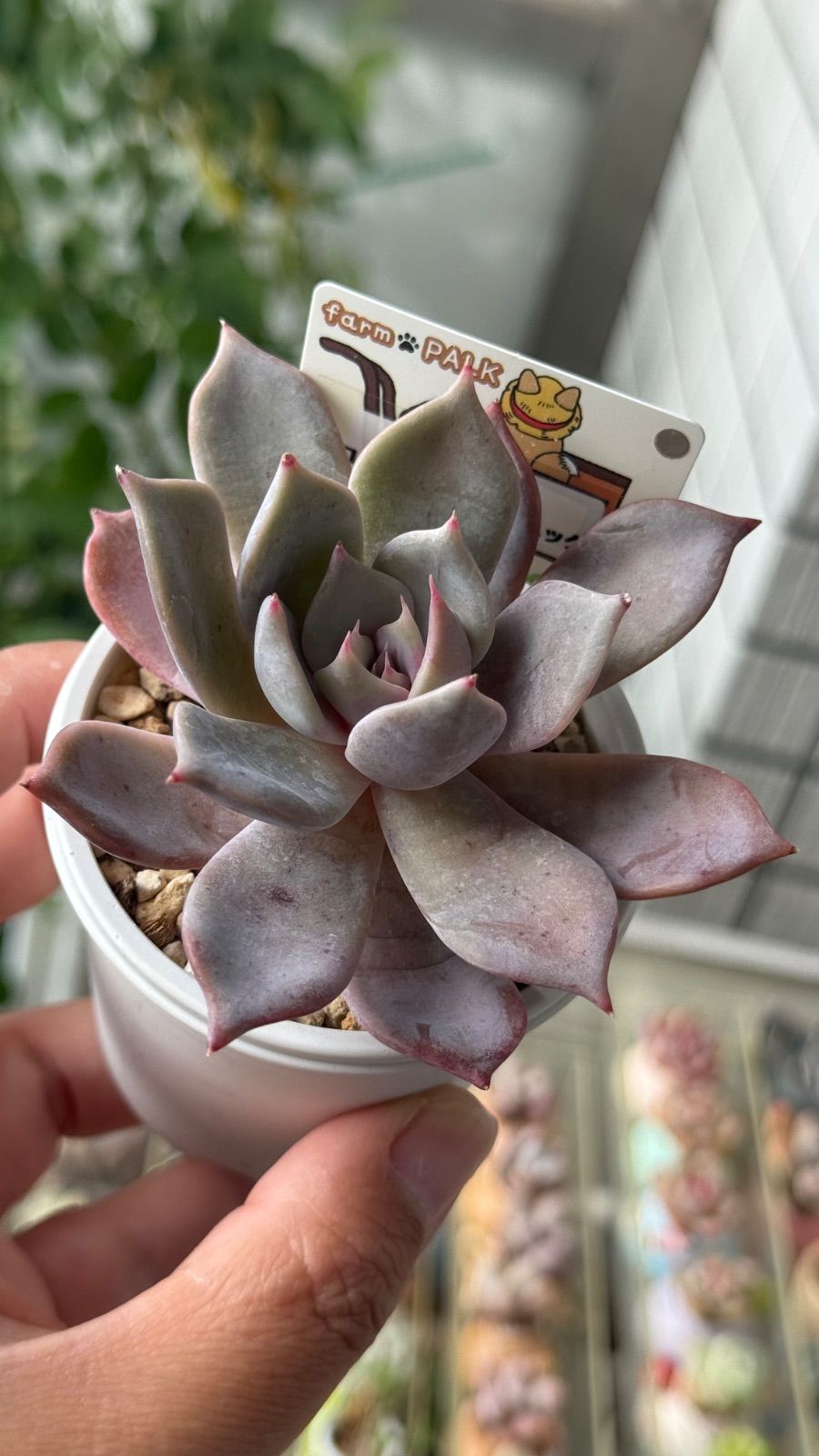 多肉植物 リラシナxコロラータアテマハック 札付き - メルカリ