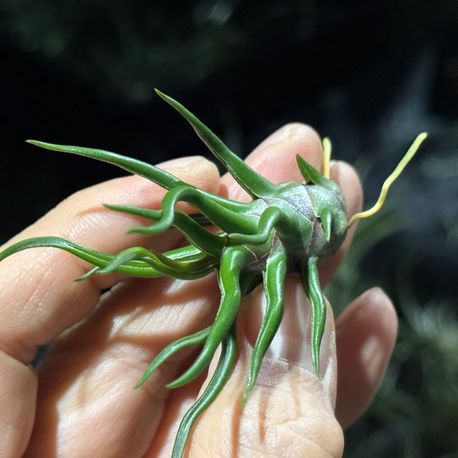現品＊ 極上＊ チランジア ブルボーサ タイニーダンサー Tillandsia