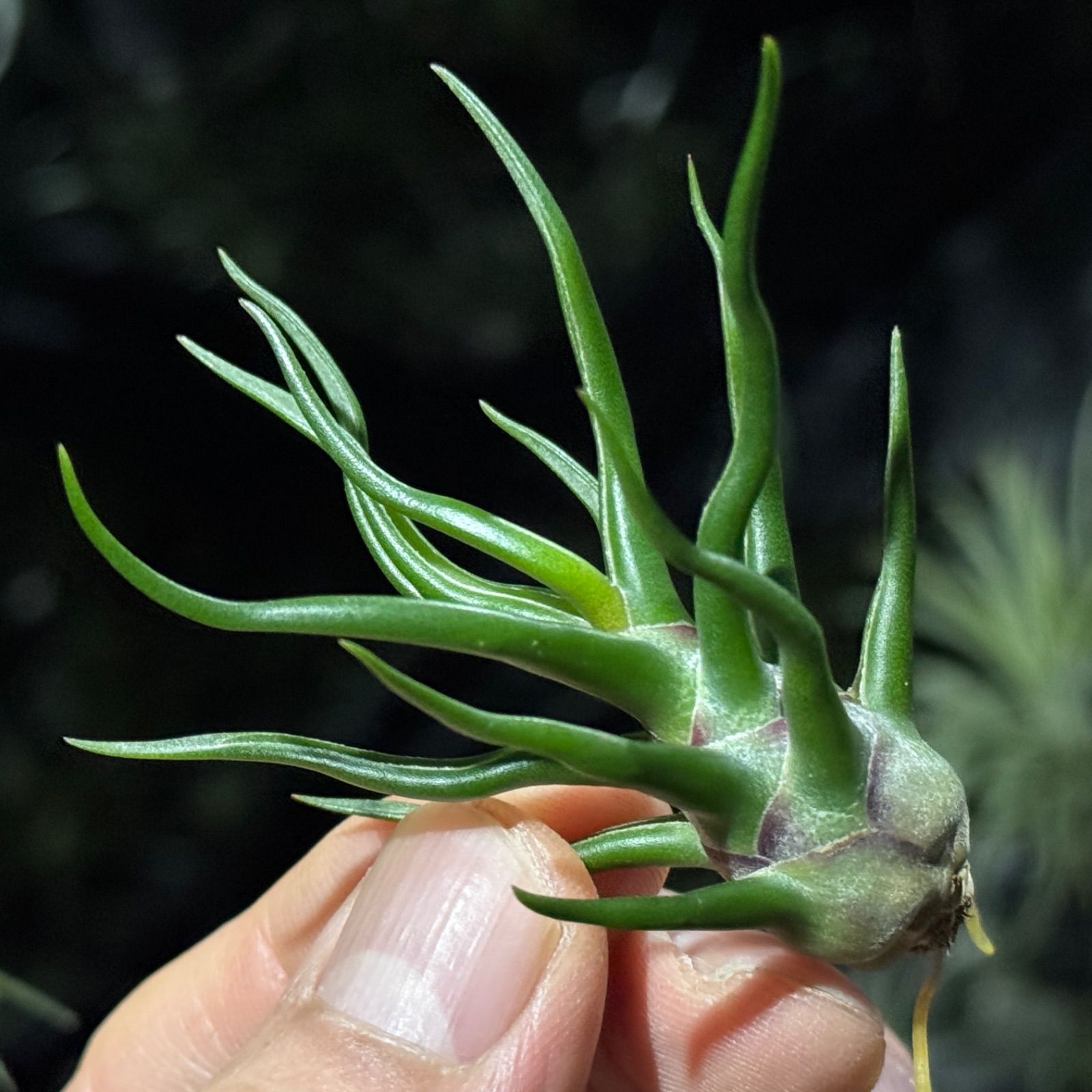 現品＊ 極上＊ チランジア ブルボーサ タイニーダンサー Tillandsia