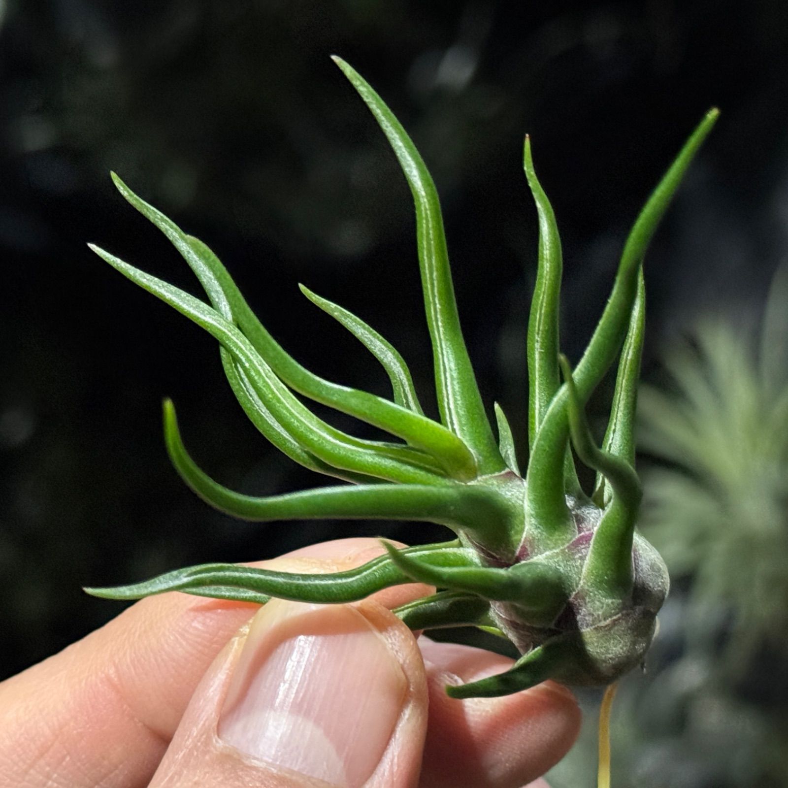現品＊ 極上＊ チランジア ブルボーサ タイニーダンサー Tillandsia