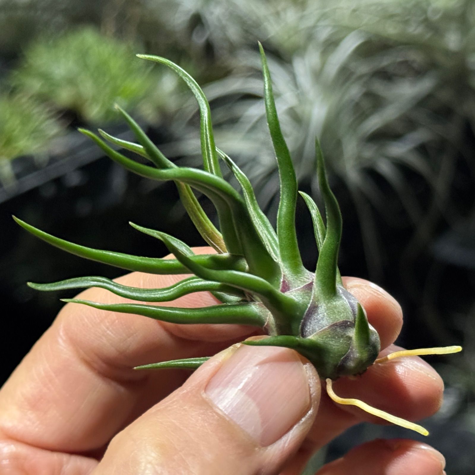 現品＊ 極上＊ チランジア ブルボーサ タイニーダンサー Tillandsia