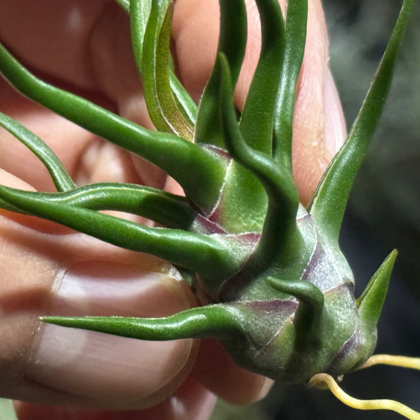現品＊ 極上＊ チランジア ブルボーサ タイニーダンサー Tillandsia