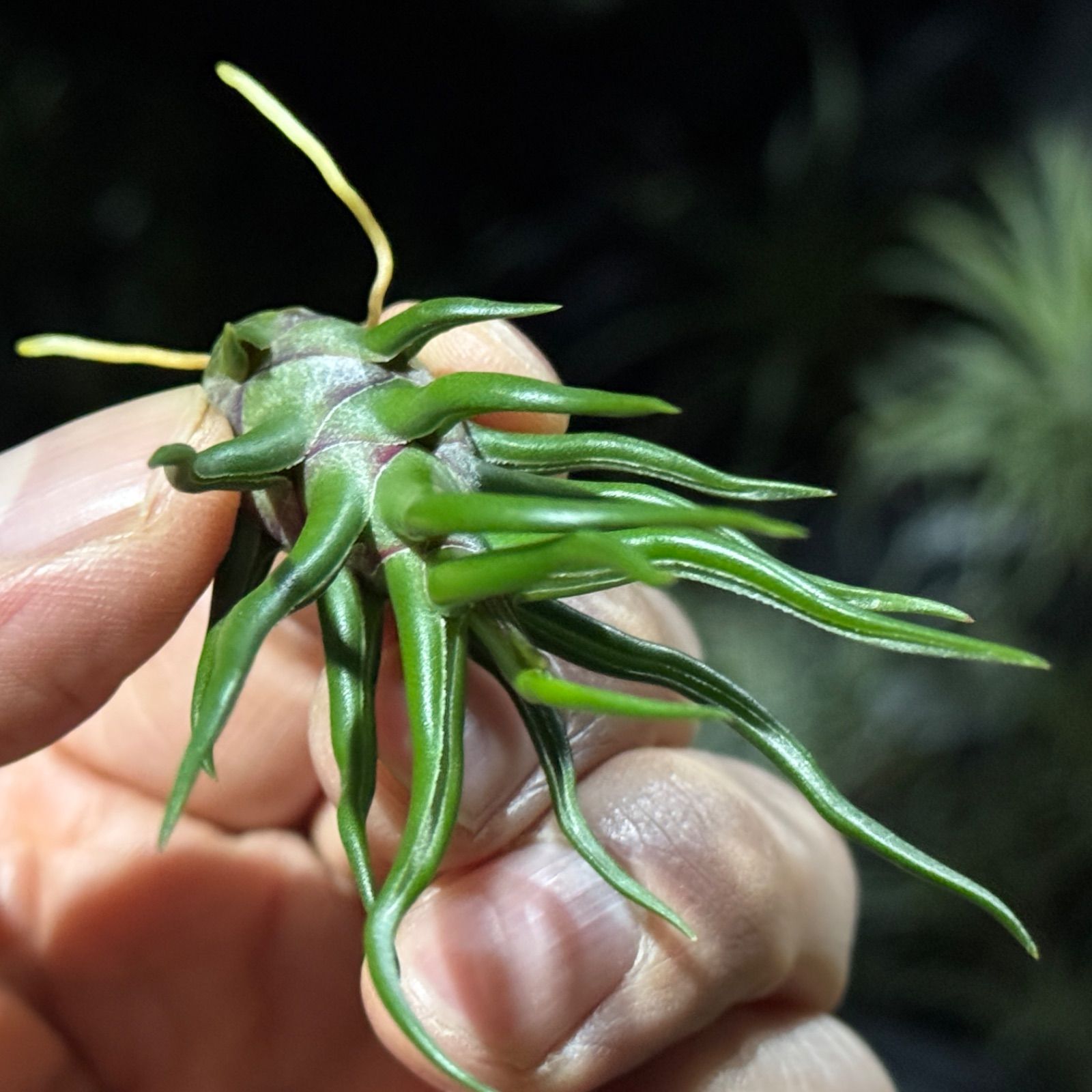 現品＊ 極上＊ チランジア ブルボーサ タイニーダンサー Tillandsia
